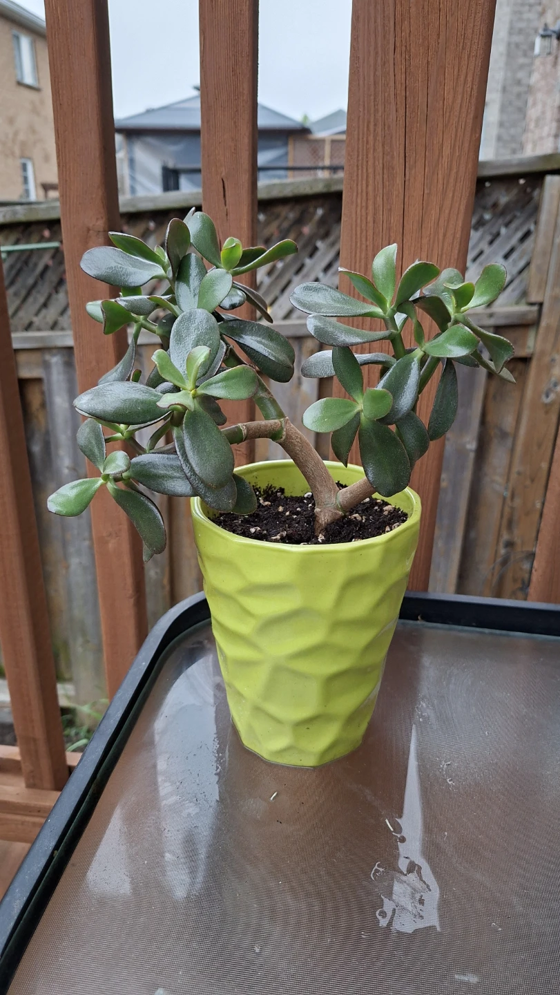 Jade Plant in Green Pot - photo 3