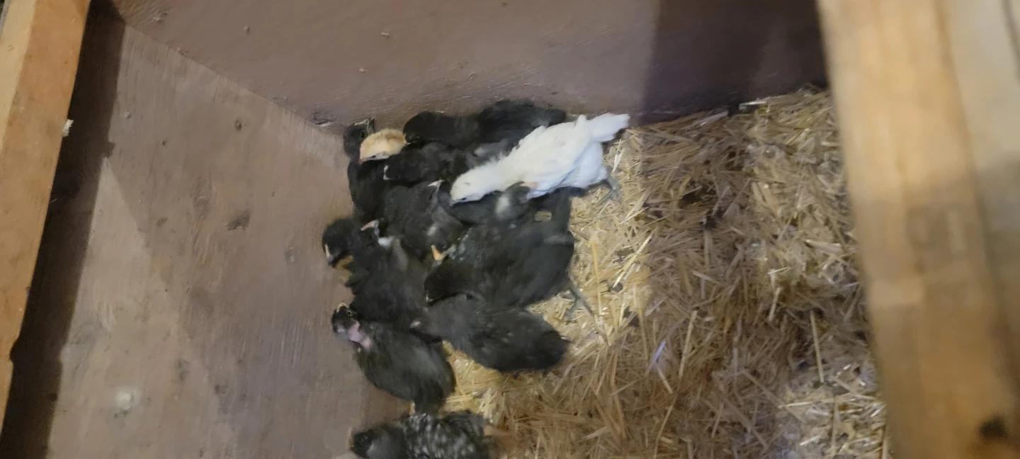 Baby Chicks for Sale