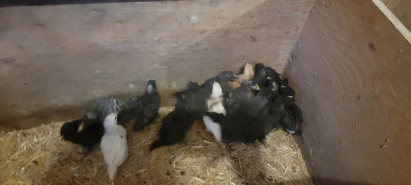 Baby Chicks for Sale - photo 3