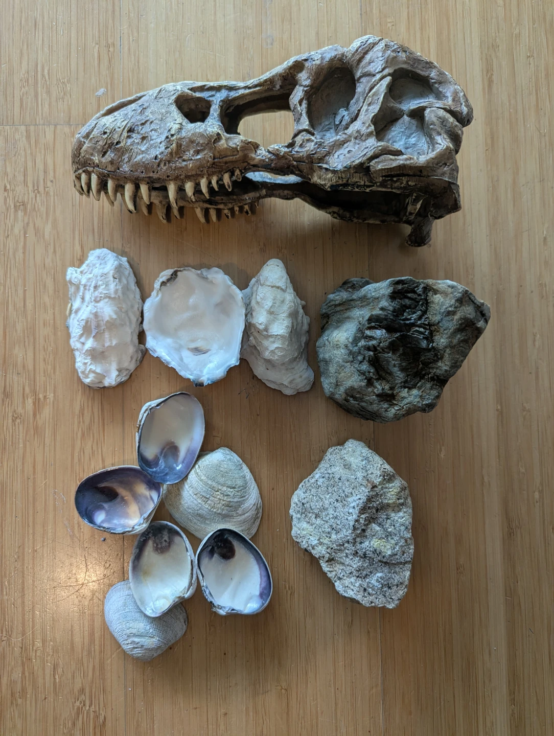 Exo Terra T-Rex Skull Replica