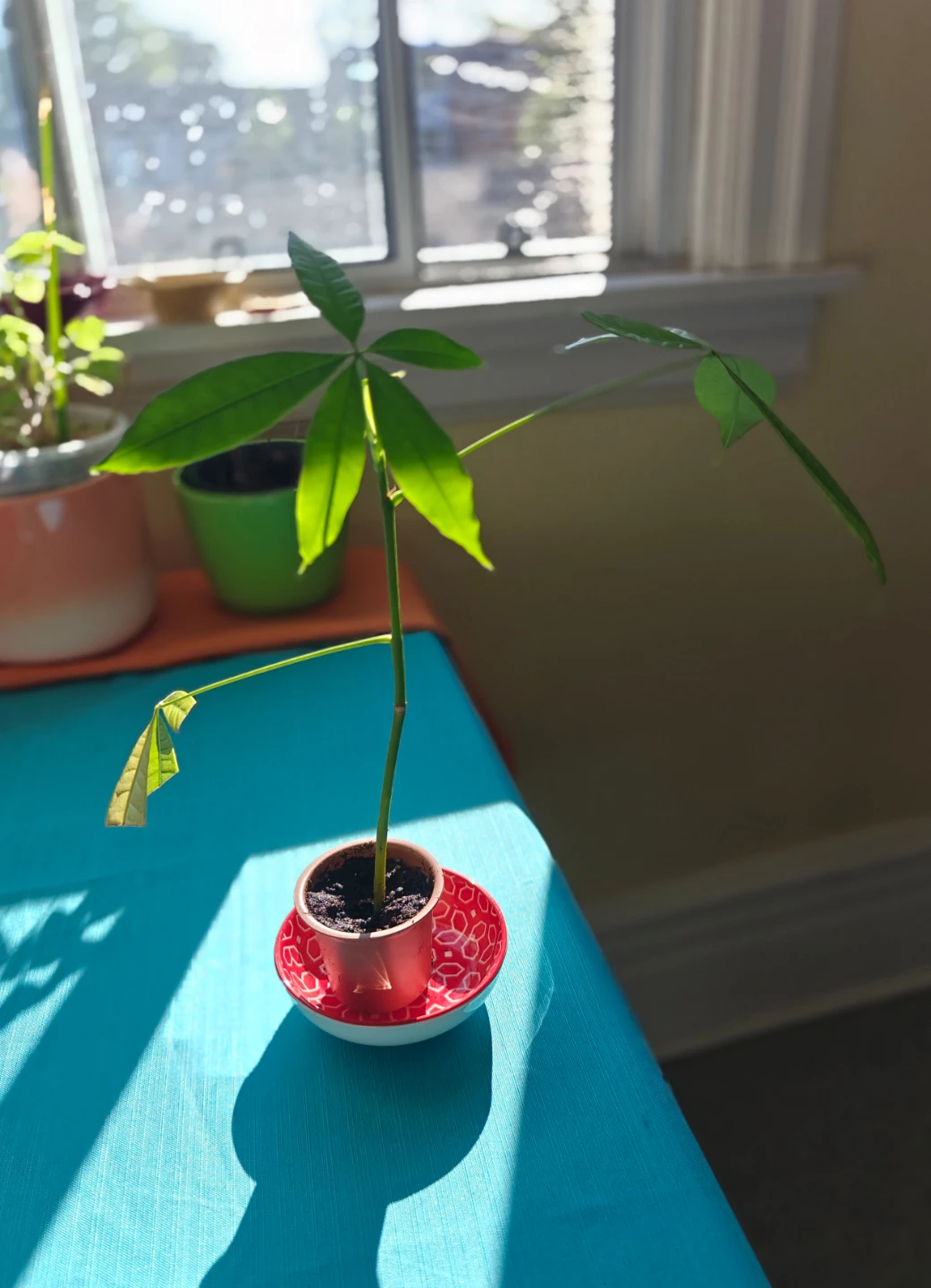 8" Money Tree Plant in small pot