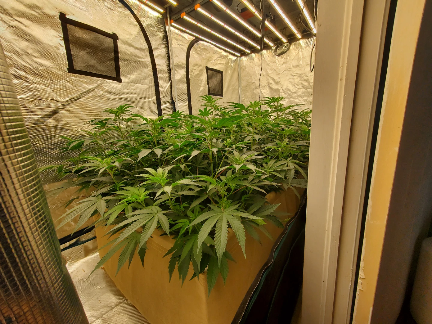 4x8 Premium Grow Tent Setup with Grow Bed and Lights - photo 5