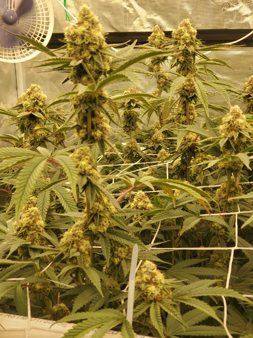 4x8 Premium Grow Tent Setup with Grow Bed and Lights