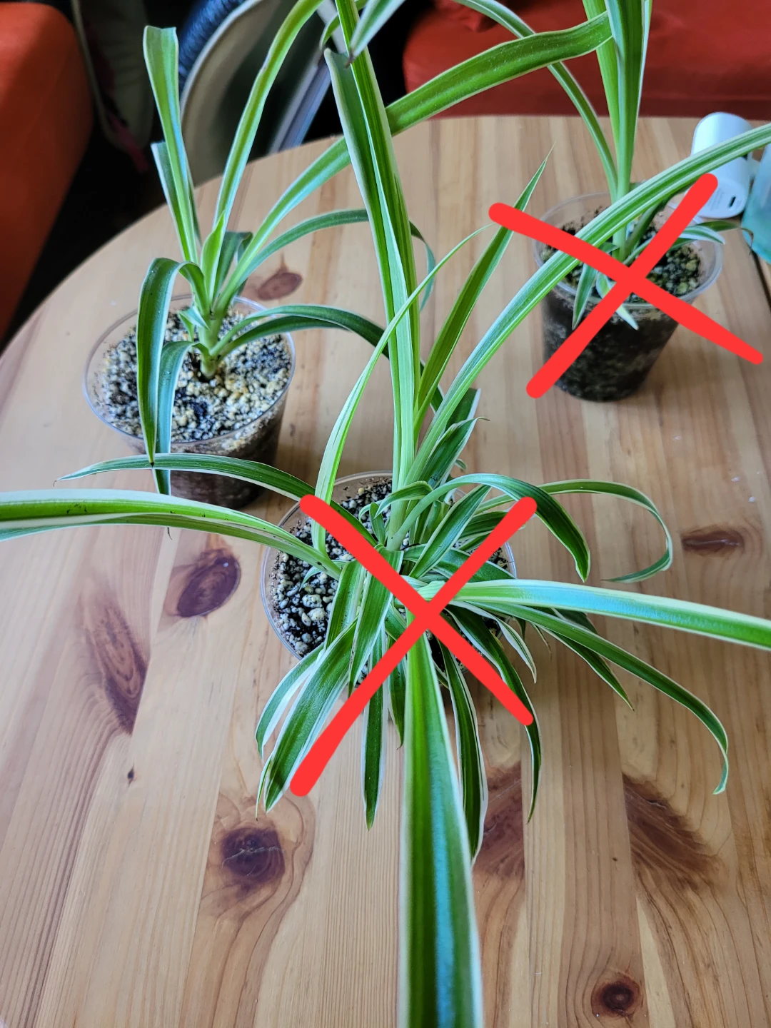 Air Purifying Plants Spider Plant