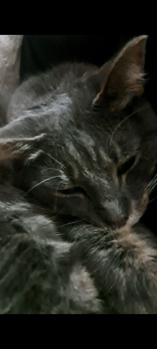 Grey Tabby Cat