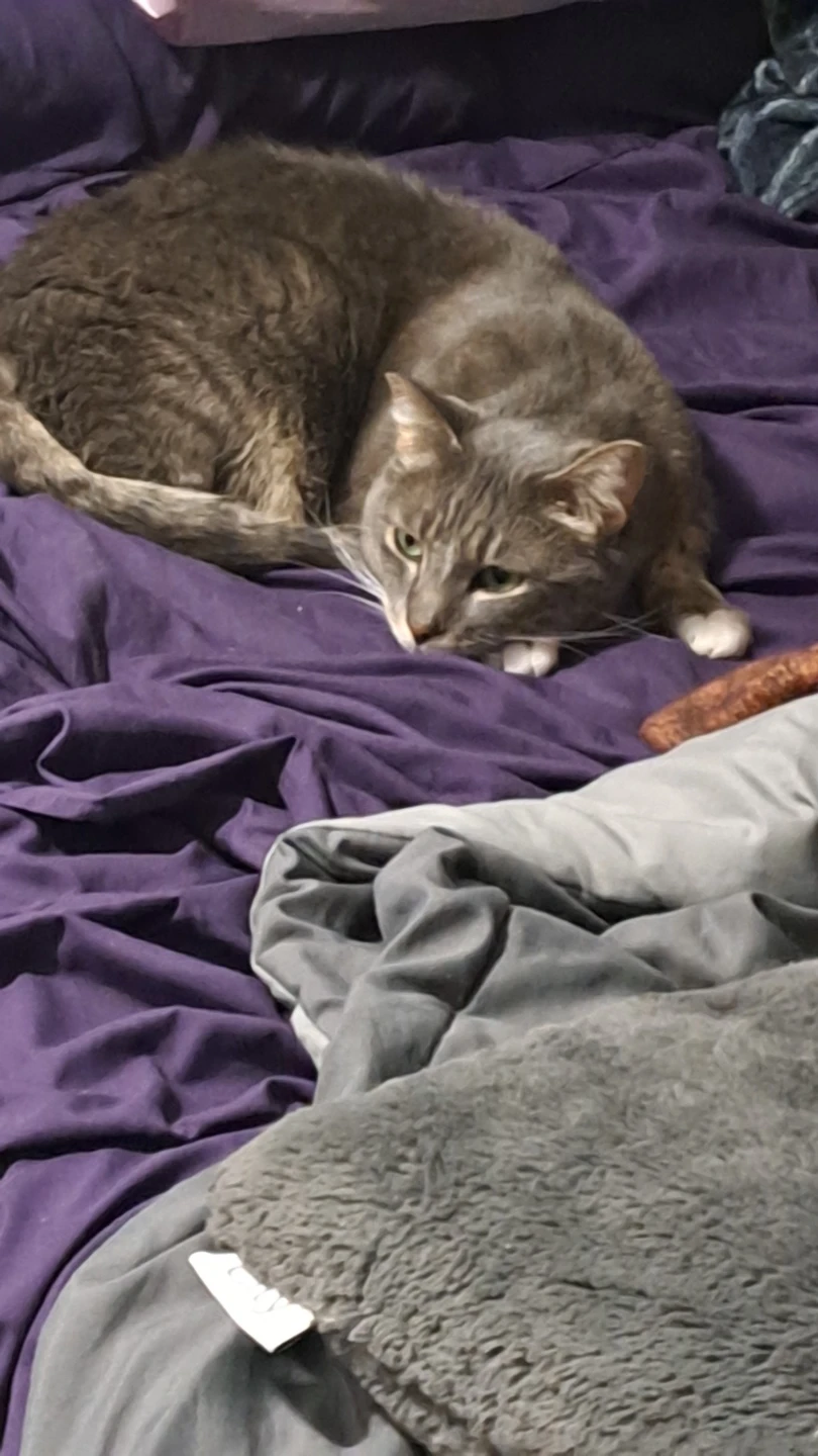 Grey Tabby Cat - photo 2