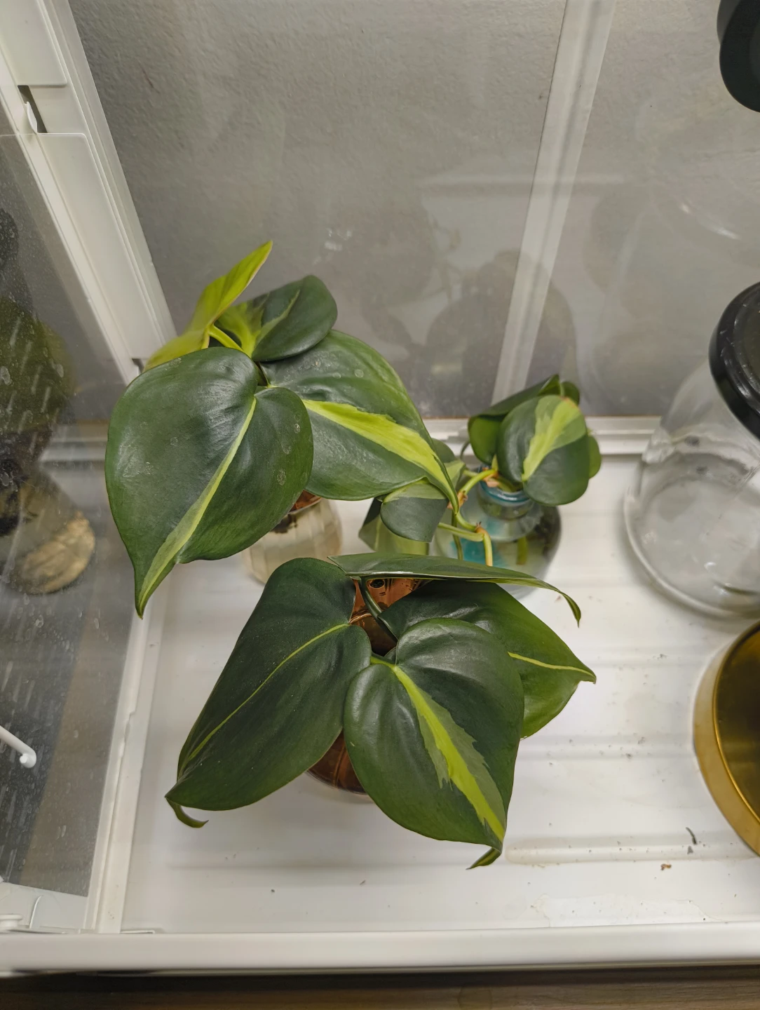 🌱 Various plant cuttings (not rooted) - photo 5