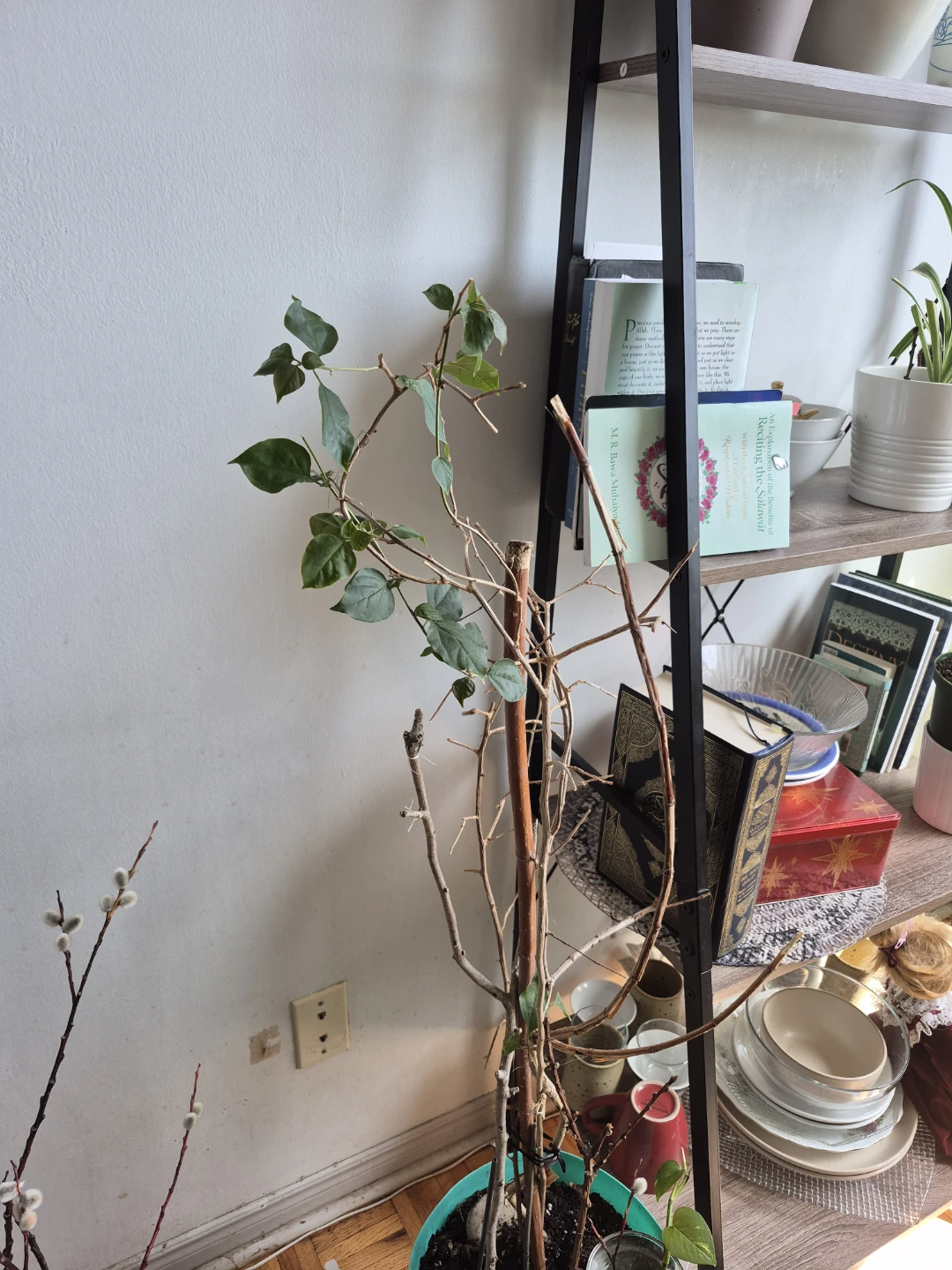 Live Plant with Wooden Stake Support - photo 2
