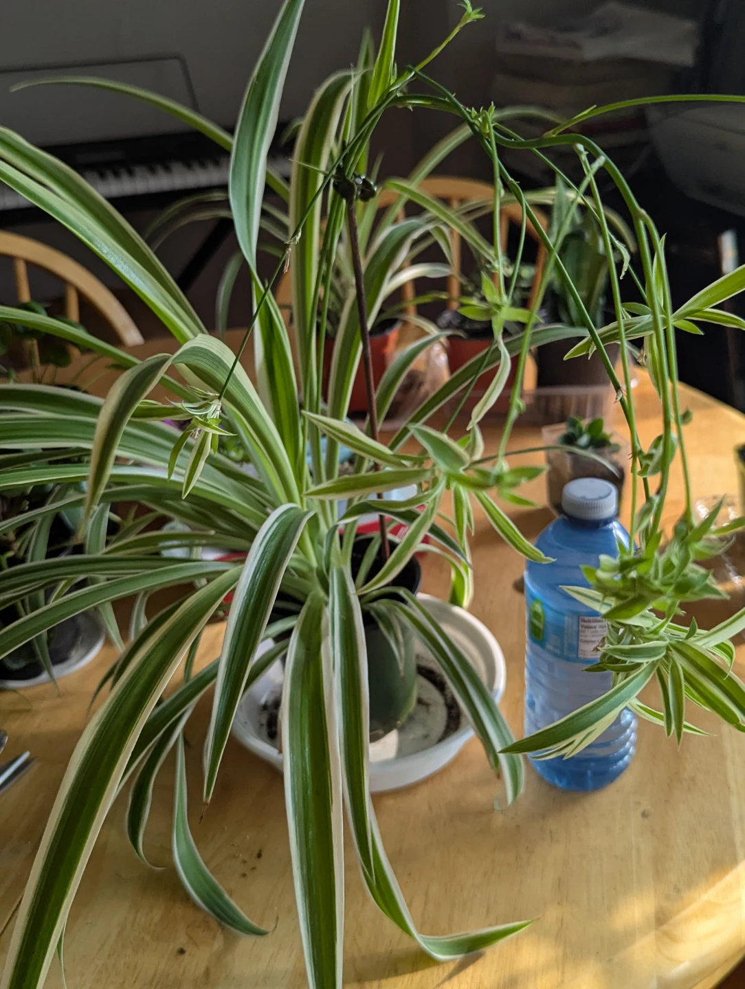 Spider Plant