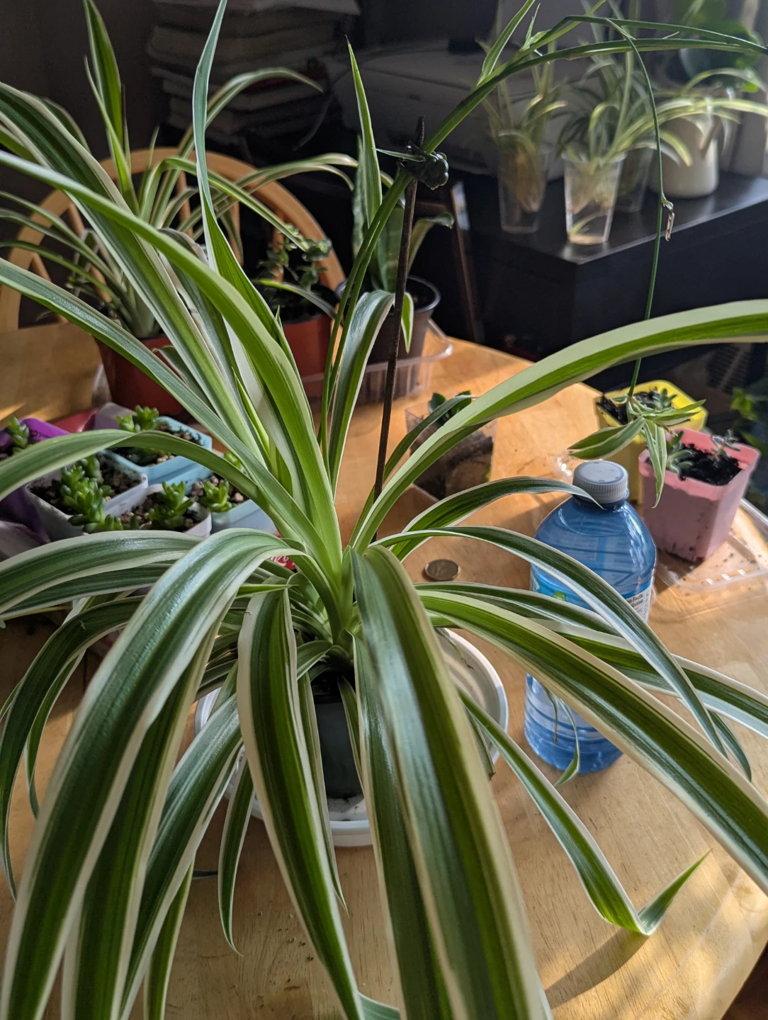 Spider Plant - photo 2