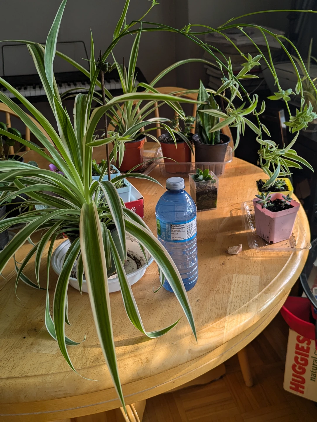 Spider Plant - photo 3
