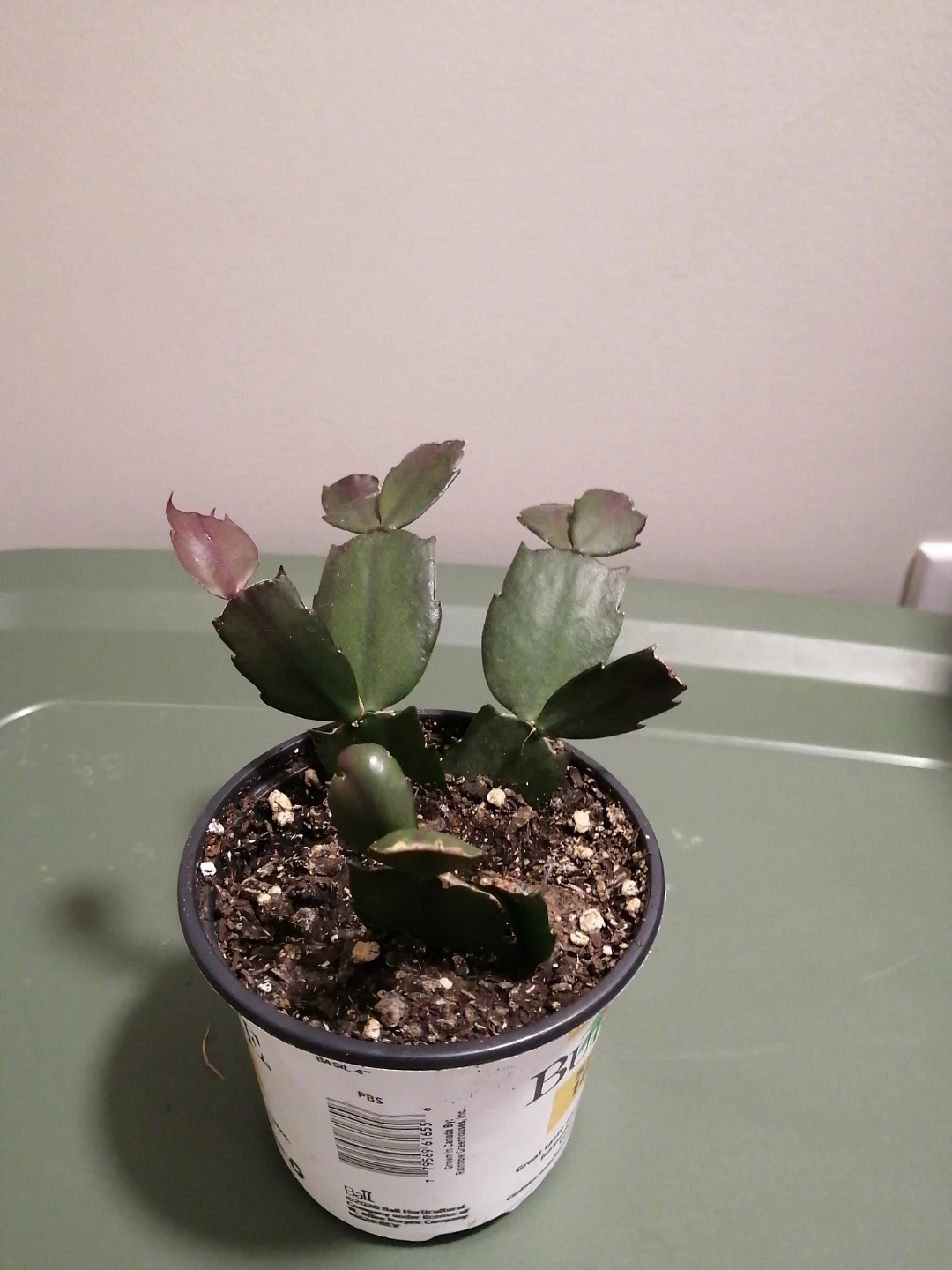Christmas Cactus Plant