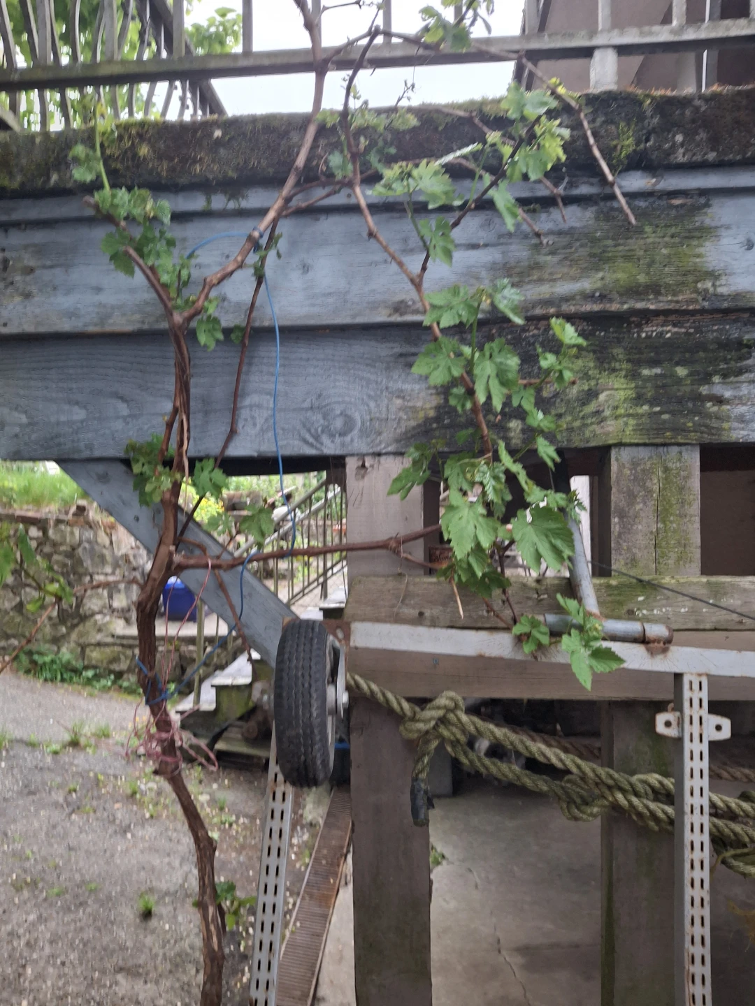 Grape vine - photo 3