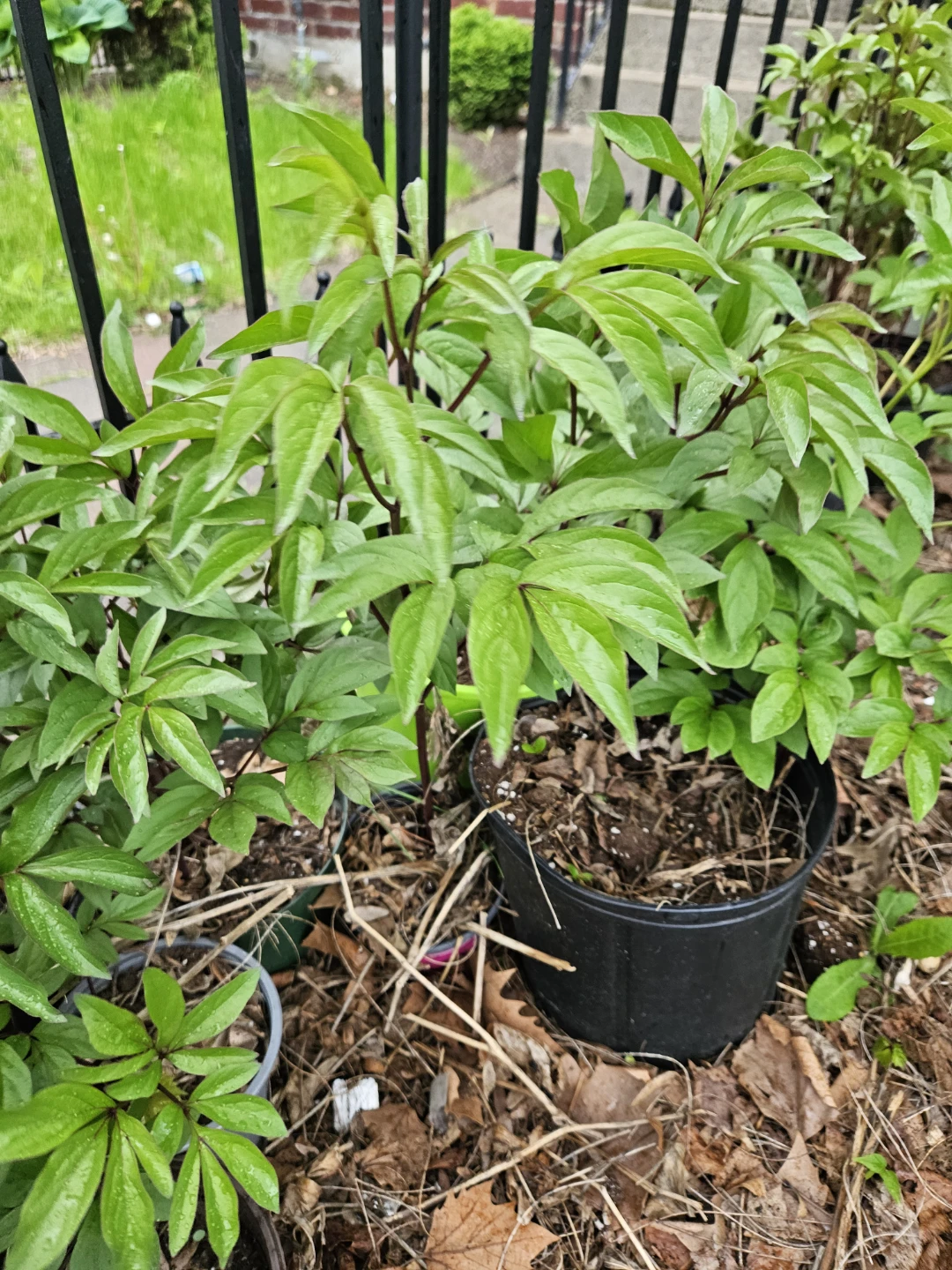 Peony Plants in 10"pot - photo 5