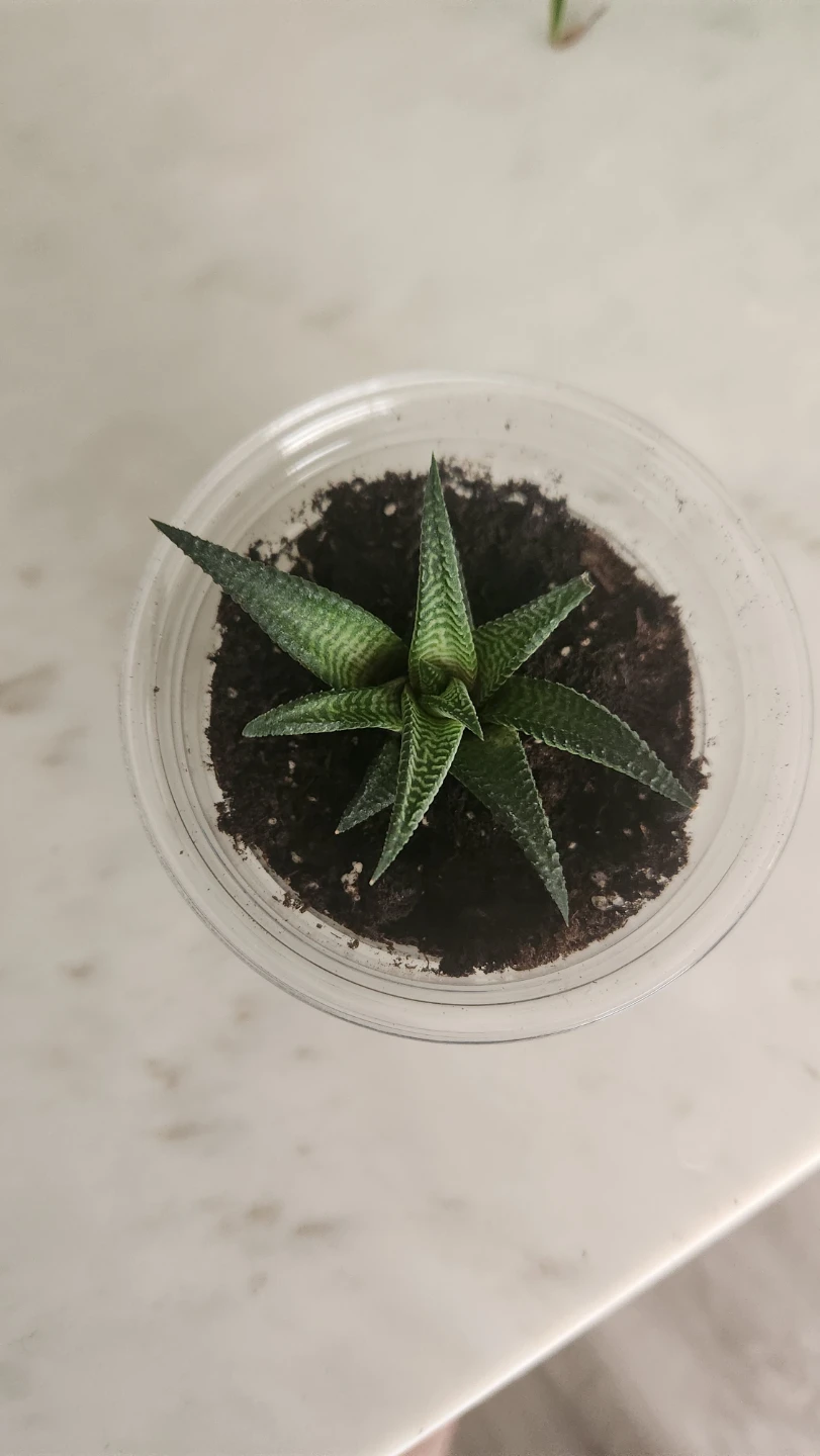 Fairy Washboard succulent