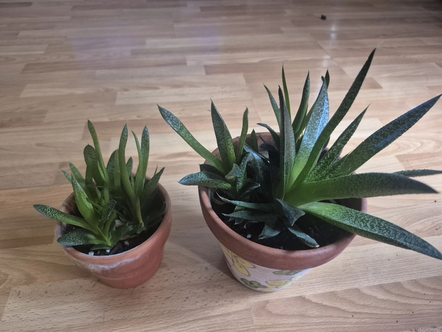 Two potted Haworthia succulents