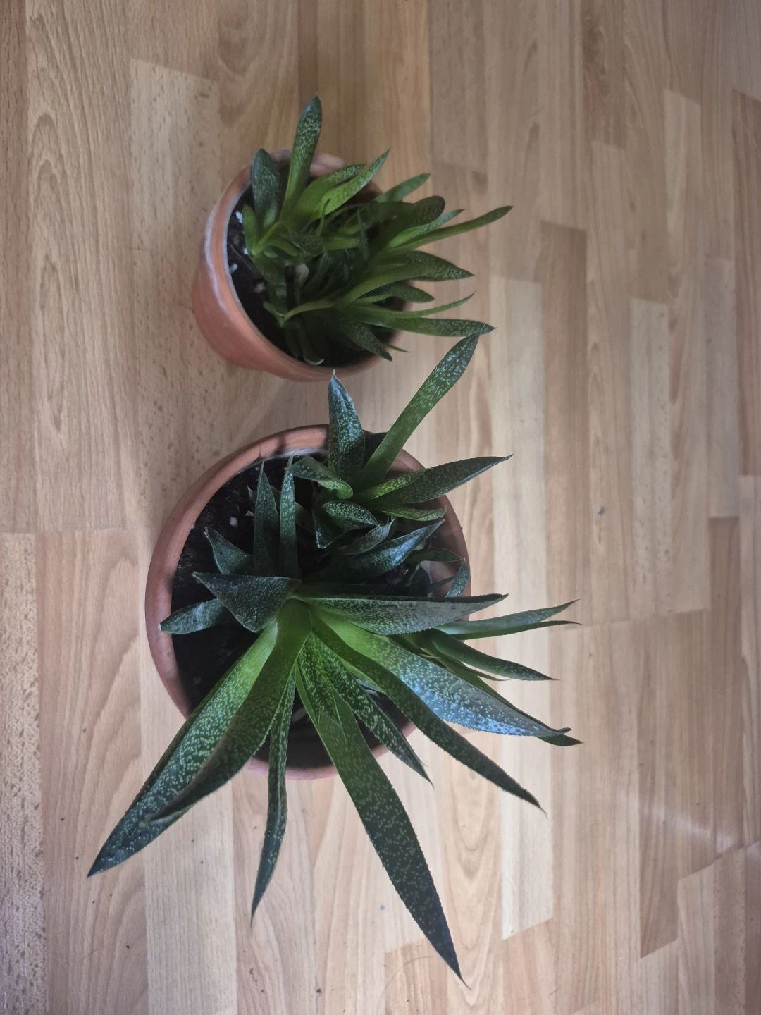 Two potted Haworthia succulents - photo 2
