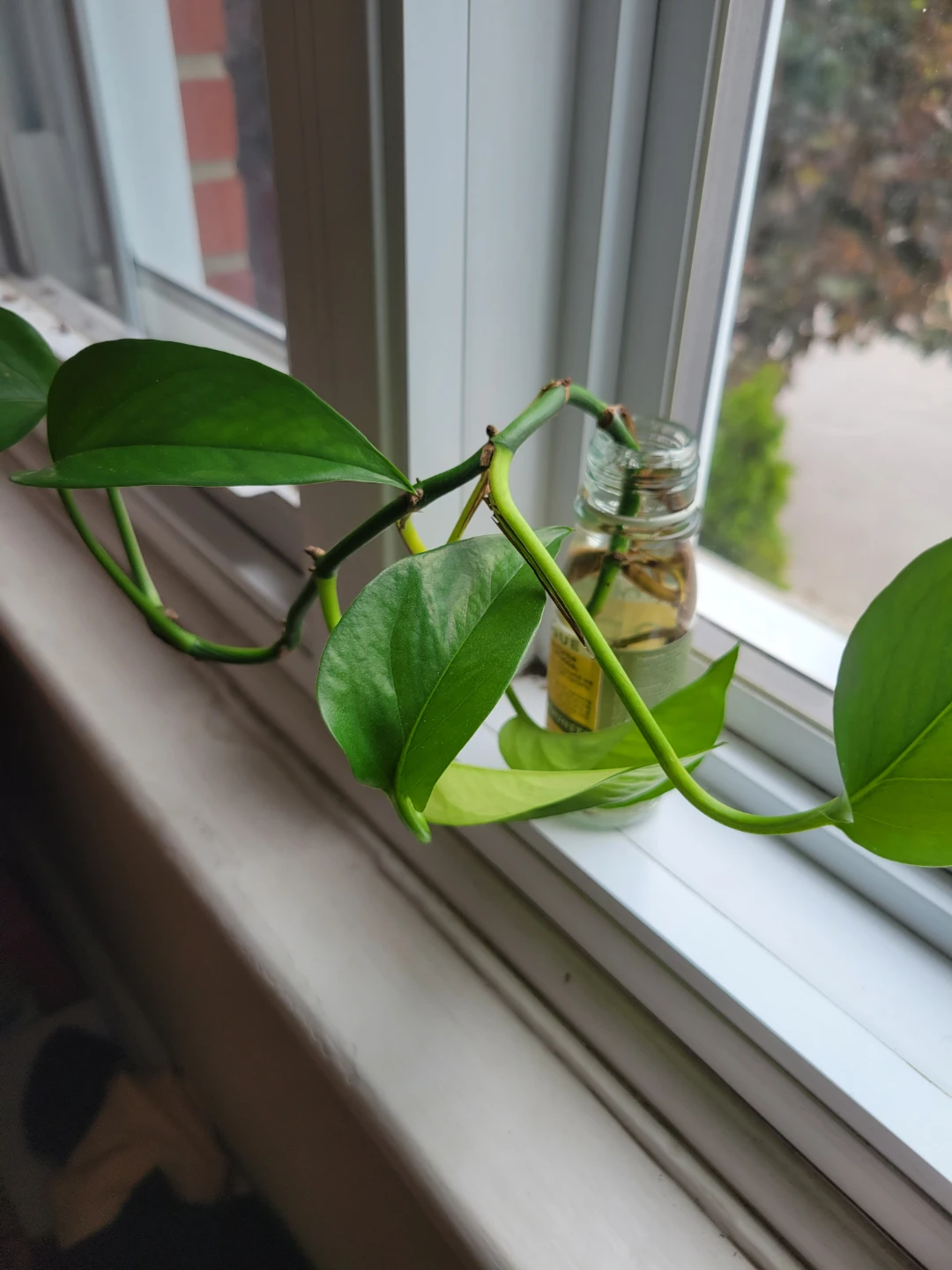 Pothos cutting in water