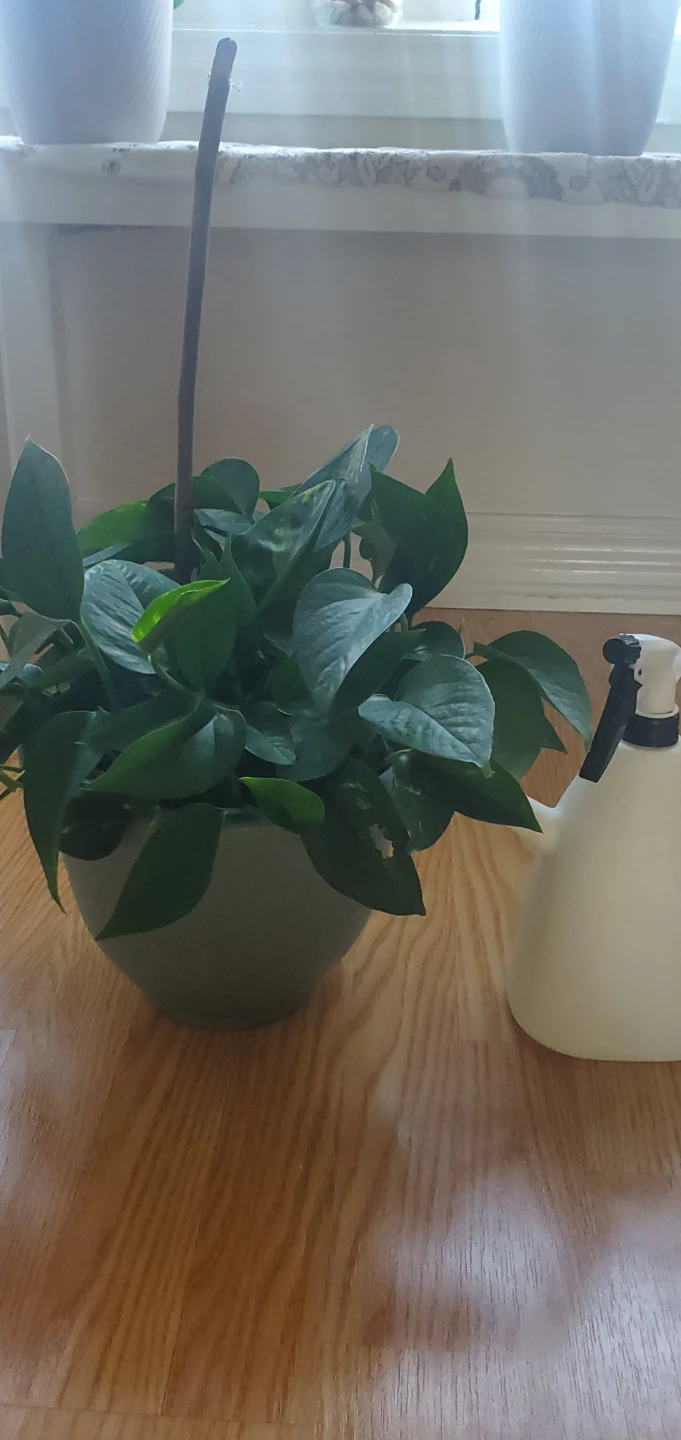 Pothos Plant in Light Green Pot - photo 3