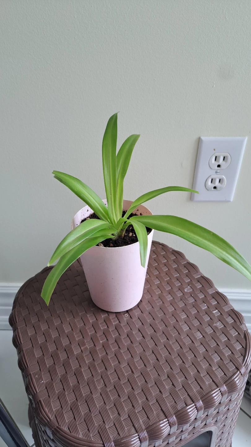 Spider Plant in Pink Pot