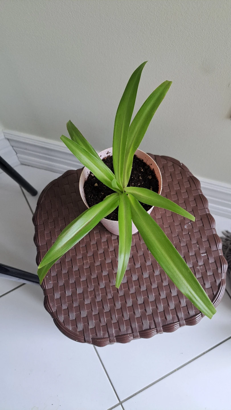 Spider Plant in Pink Pot - photo 2