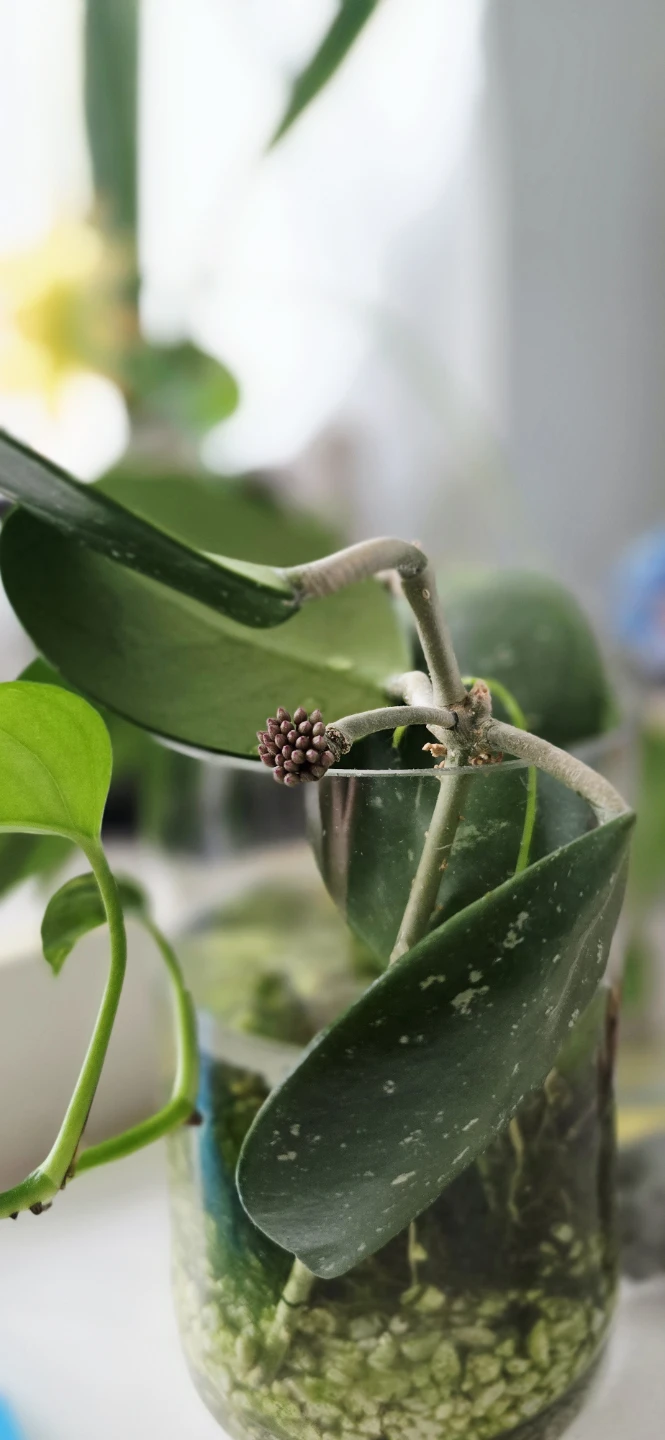 Hoya Plant with Budding Flower