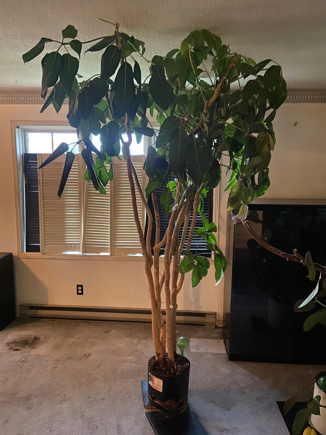 Large Schefflera Plant - photo 2