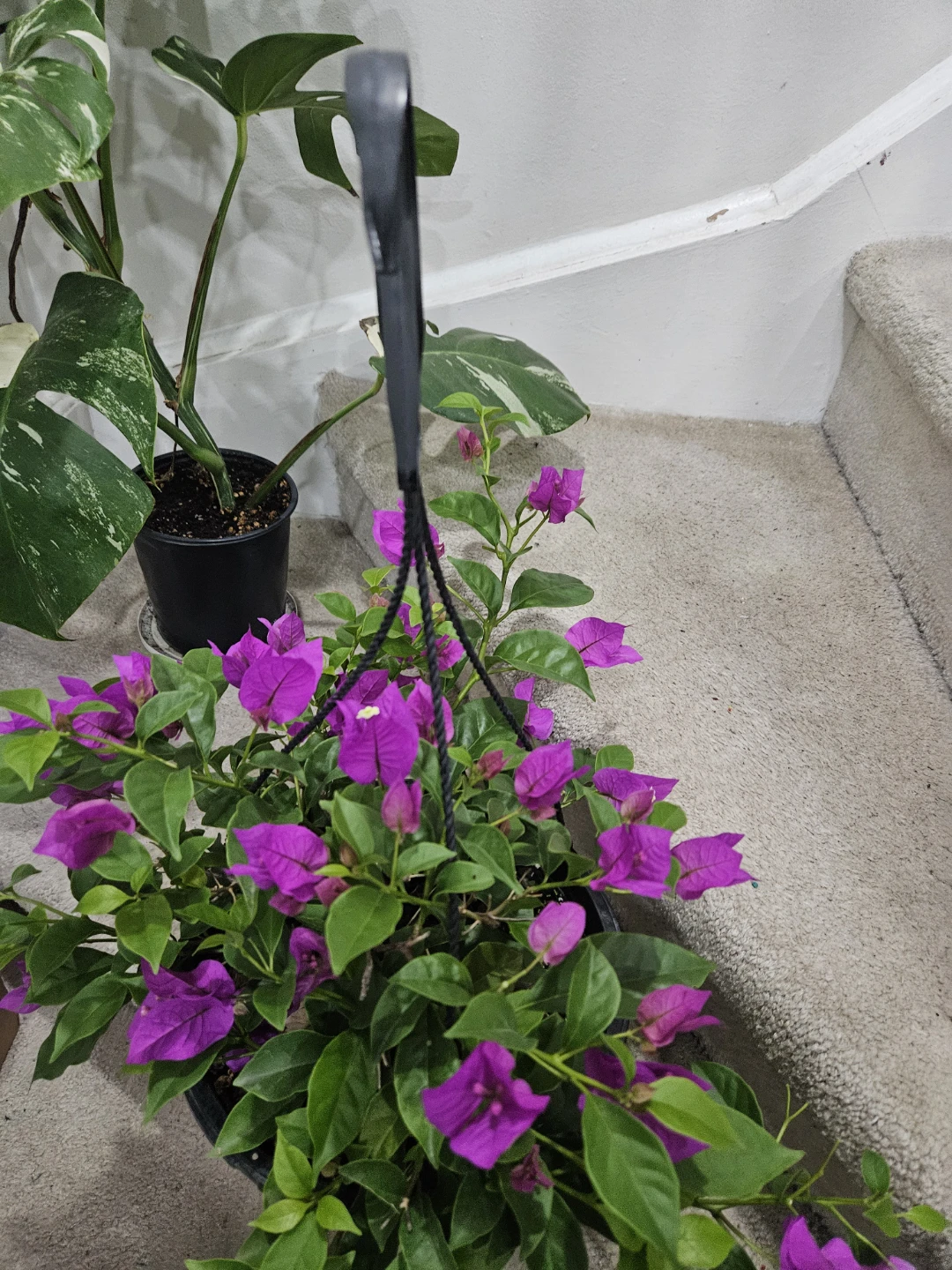 Hanging Bougainvillea Plant with Purple Flowers