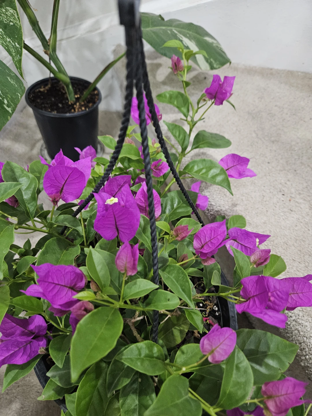 Hanging Bougainvillea Plant with Purple Flowers - photo 2