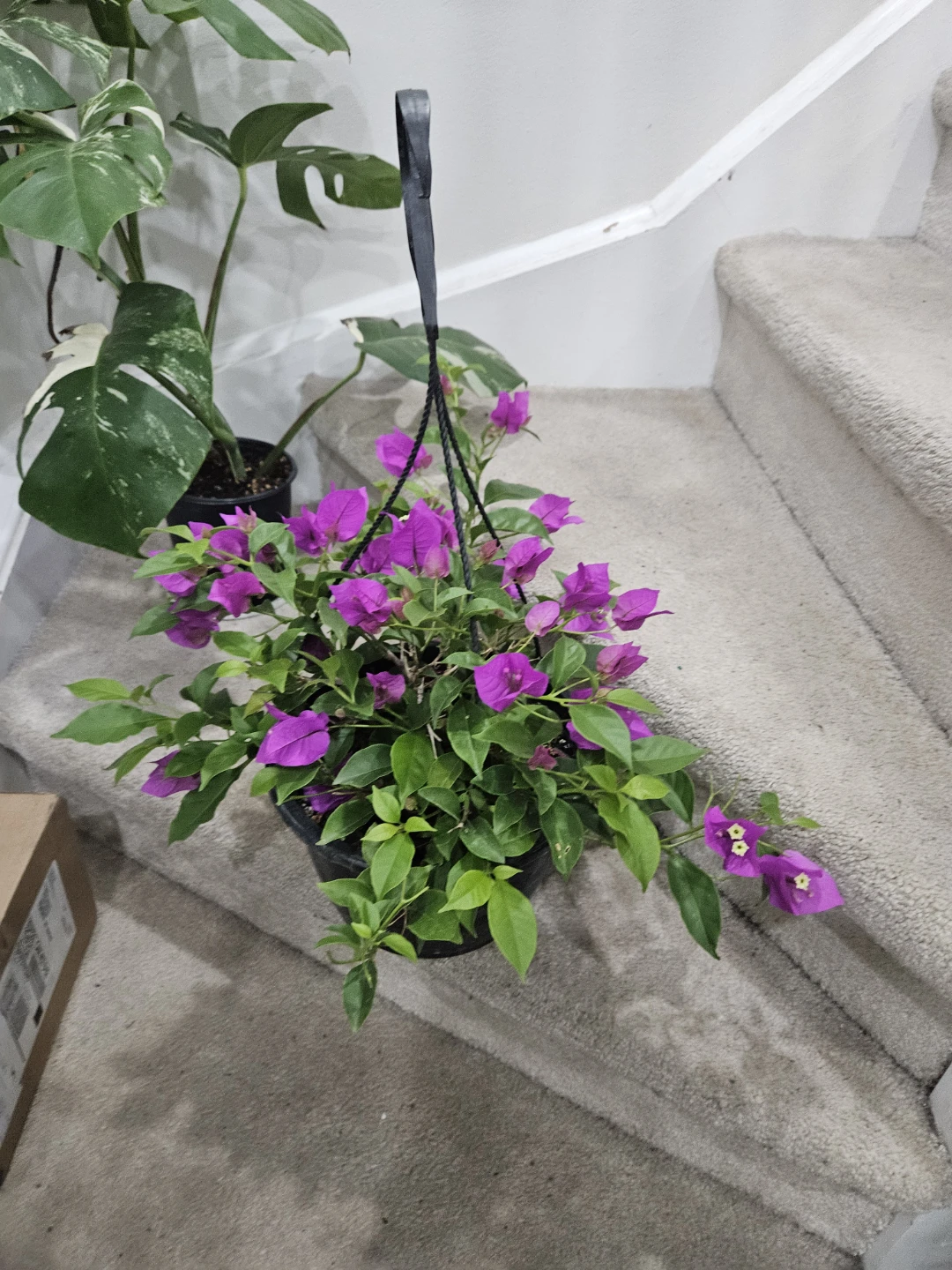 Hanging Bougainvillea Plant with Purple Flowers - photo 3
