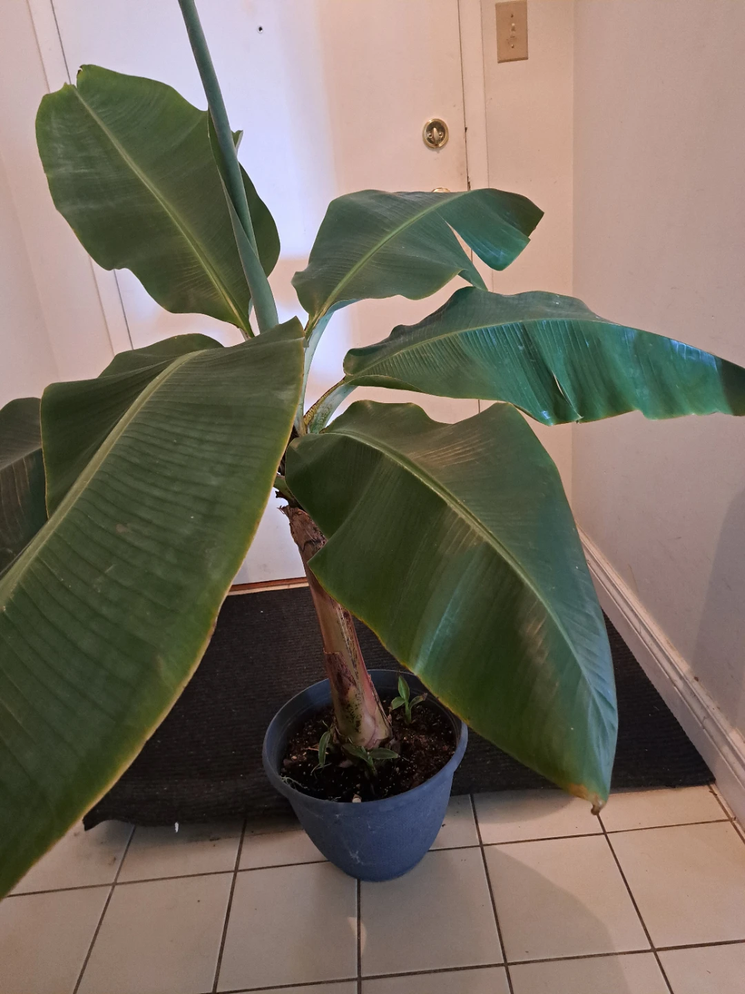 Indoor Banana Plant