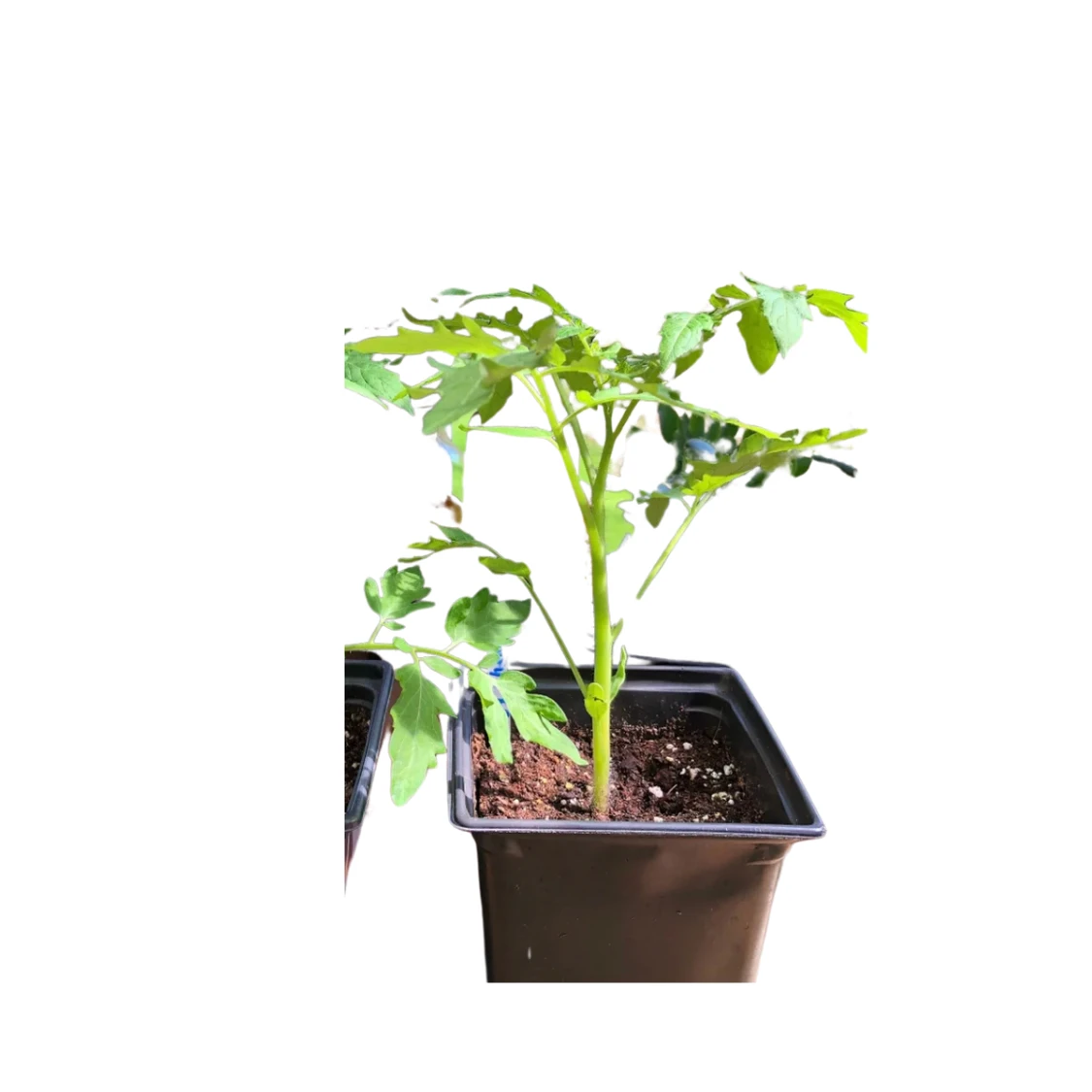 First Mate tomato plants