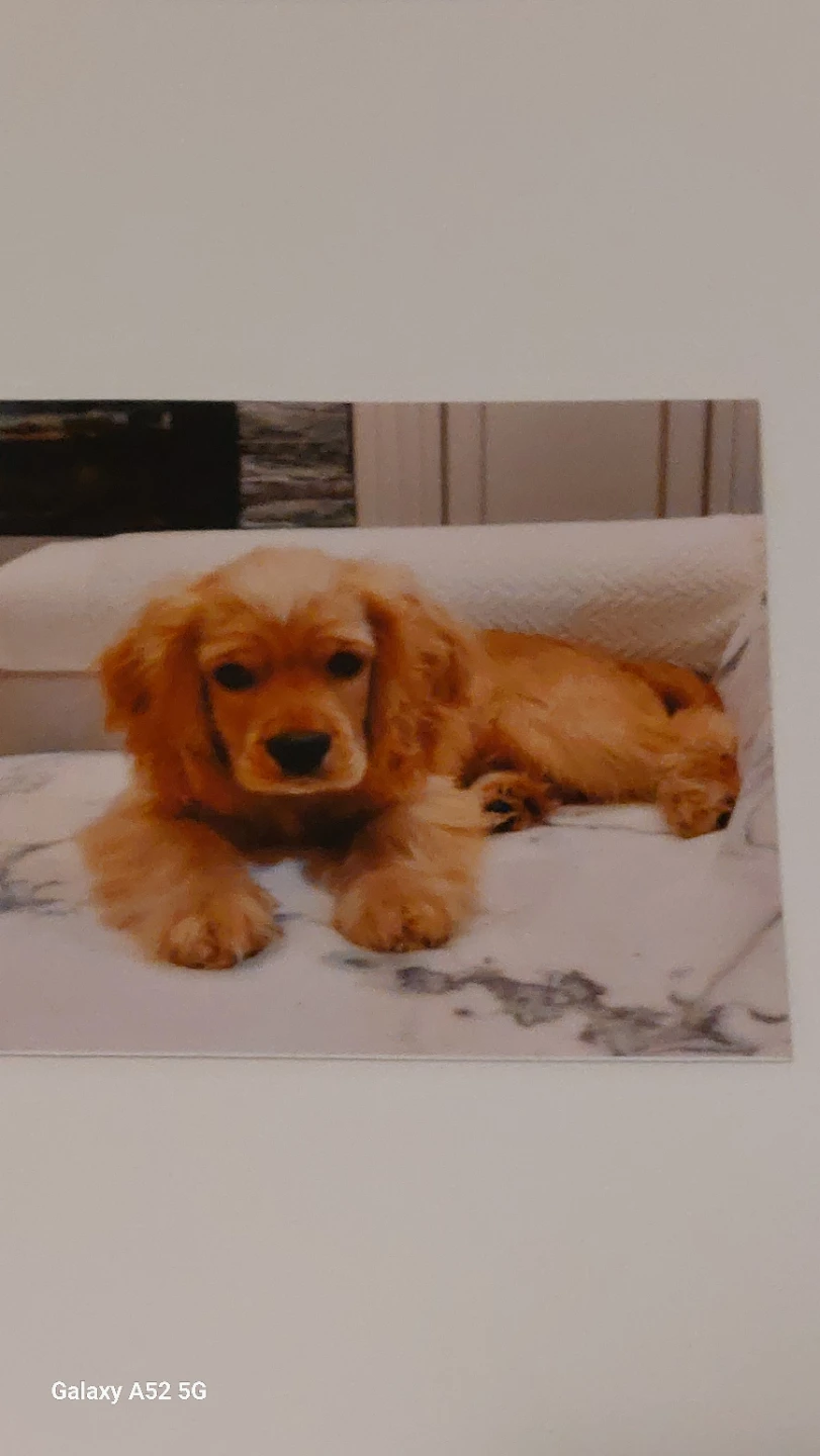 Cute Golden Cocker Spaniel Puppy sticker