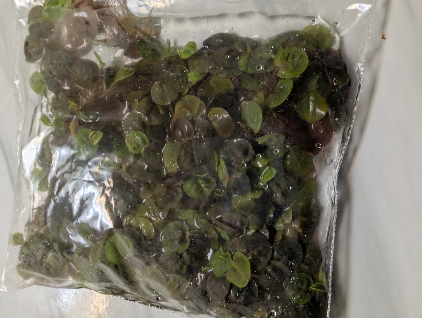 Per Ziploc bag - Red Root Floaters clusters - photo 3