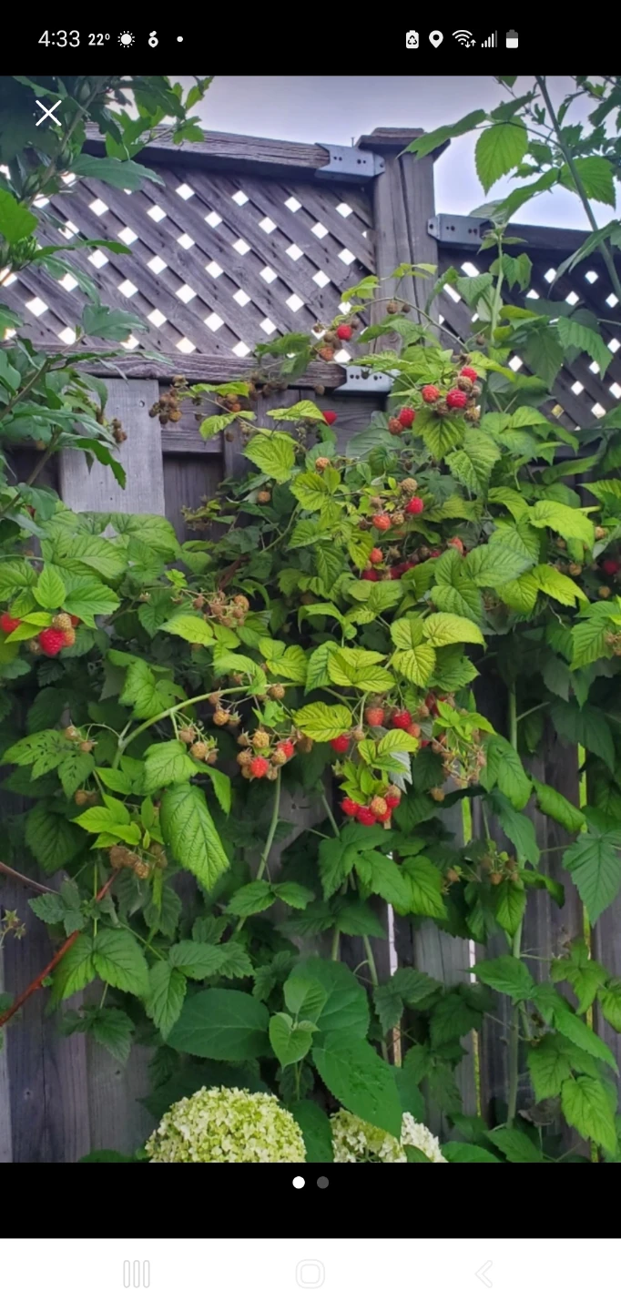 Raspberry plants - photo 2