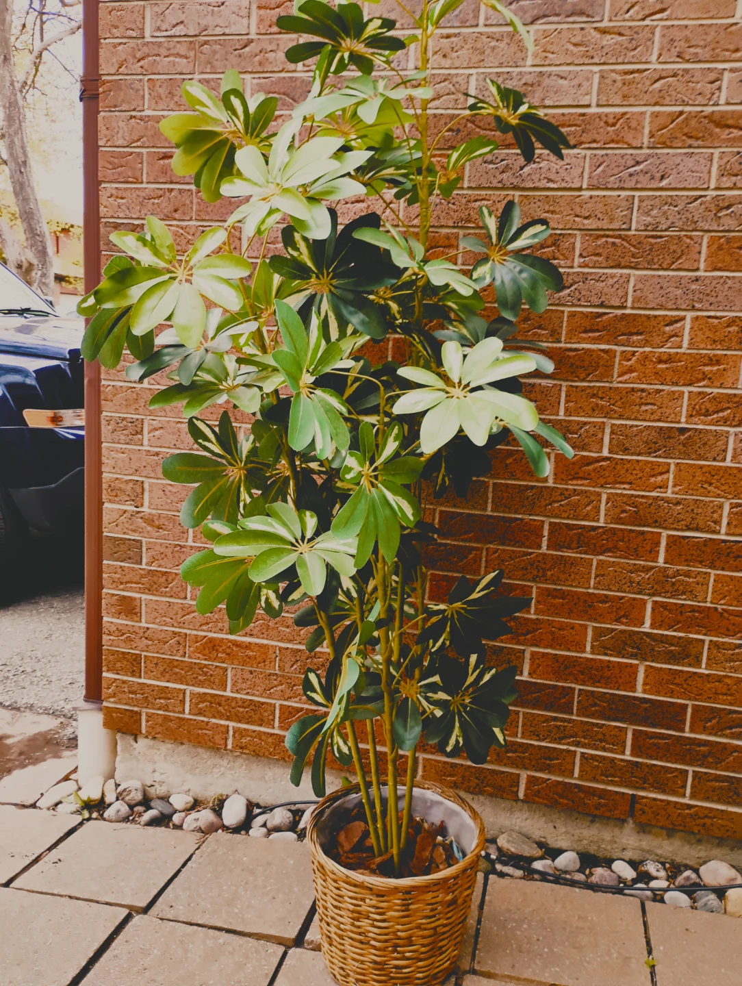 6 ft artifical plant in basket - photo 2