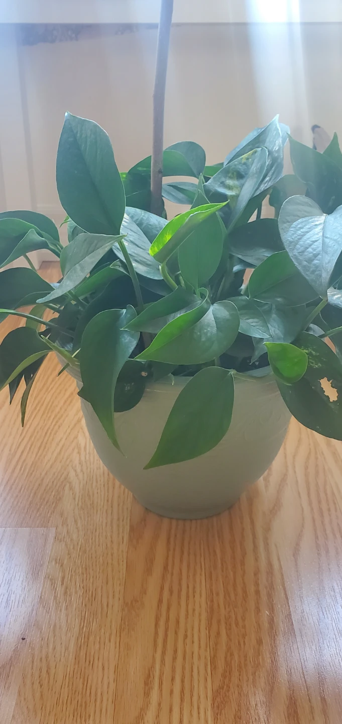 Pothos Plant in Light Green Pot - photo 2