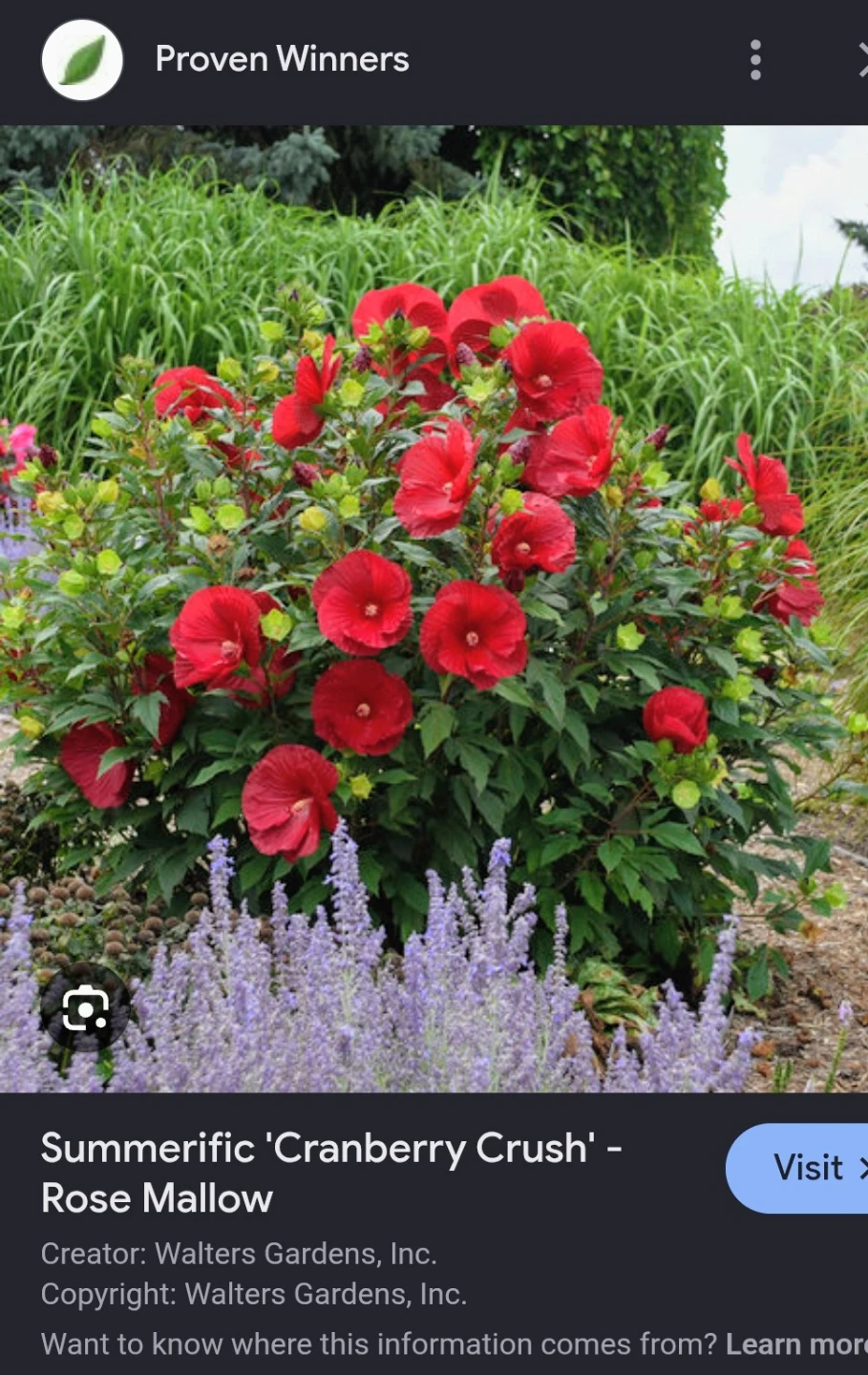 Cranberry Crush Perrenial Hibiscus Plant