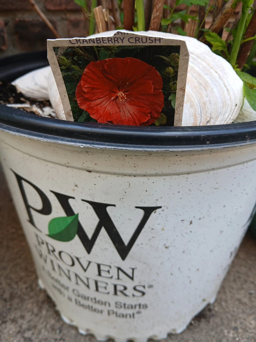 Cranberry Crush Perrenial Hibiscus Plant - photo 2