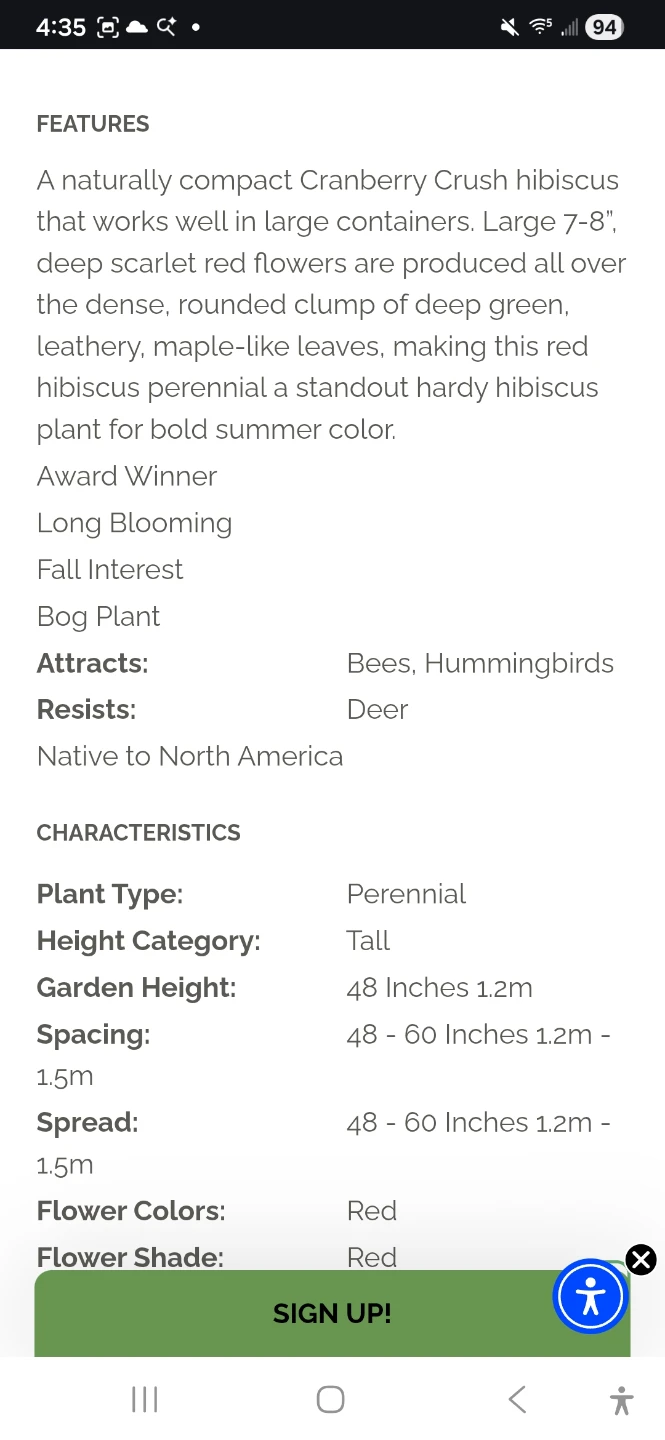 Cranberry Crush Perrenial Hibiscus Plant - photo 3