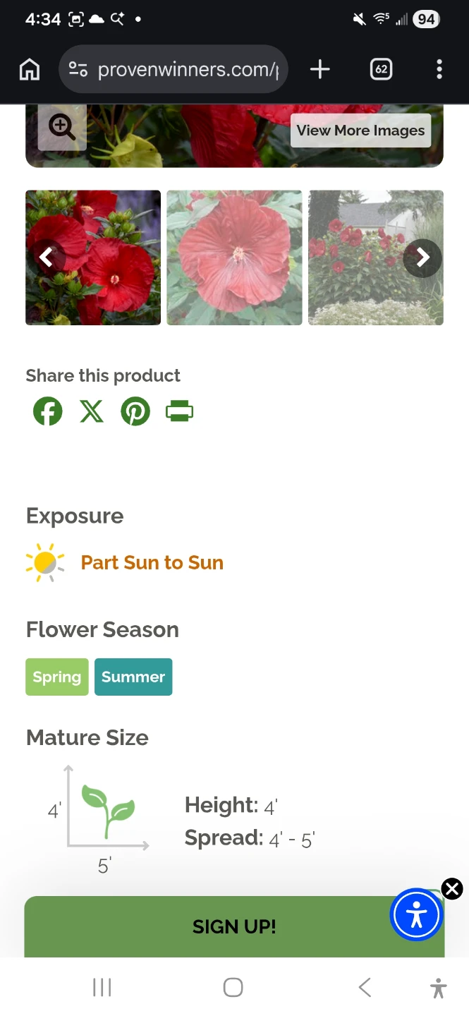 Cranberry Crush Perrenial Hibiscus Plant - photo 4