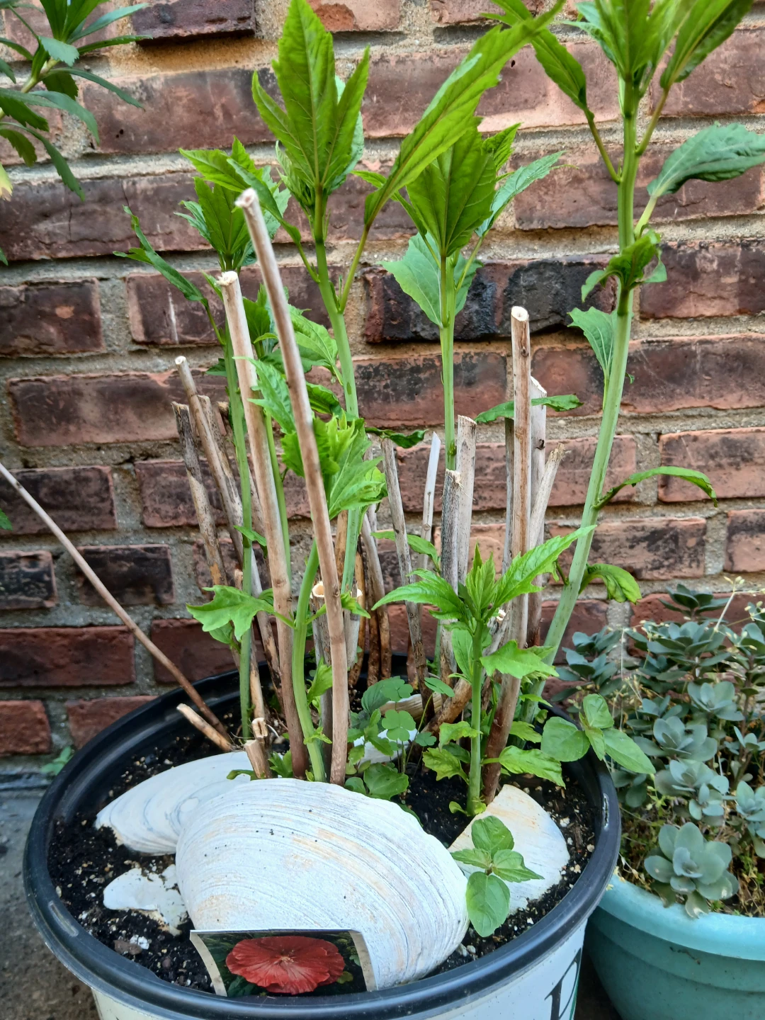 Cranberry Crush Perrenial Hibiscus Plant - photo 5