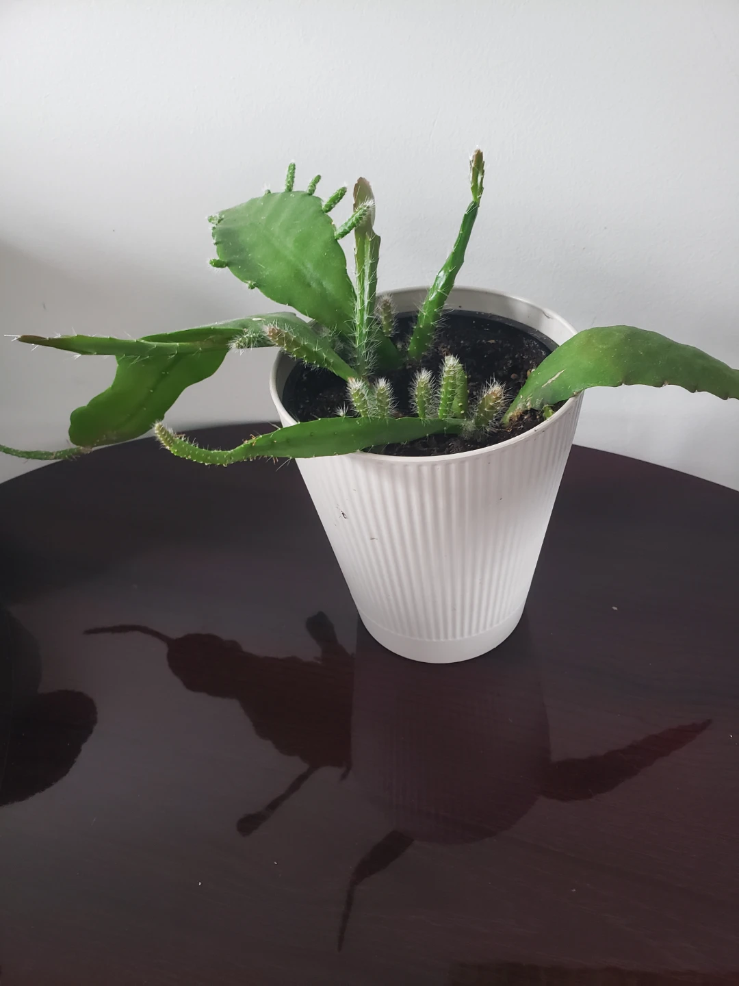 Cactus plant in white pot