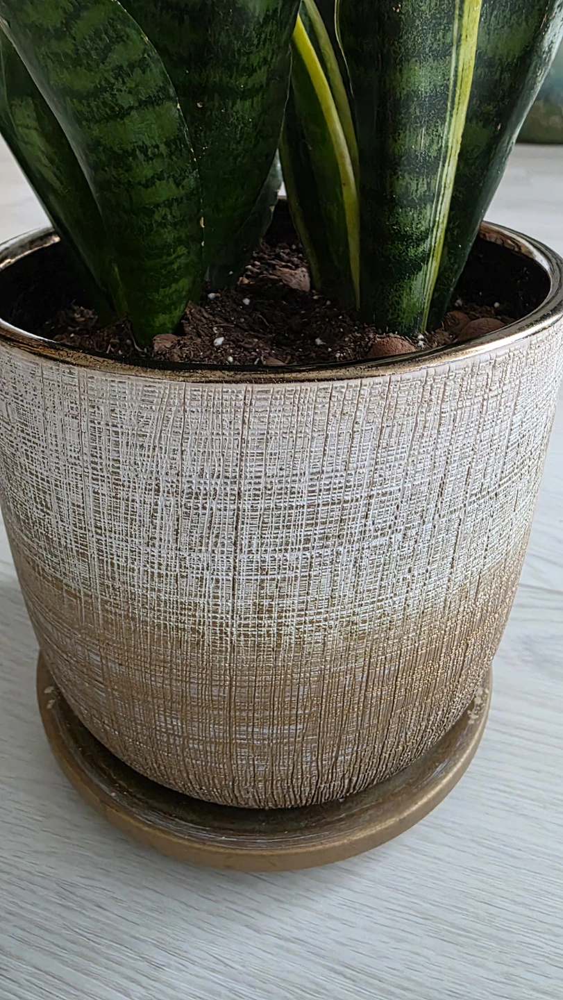 MOVING SALE- Snake Plant in Decorative Pot - photo 5