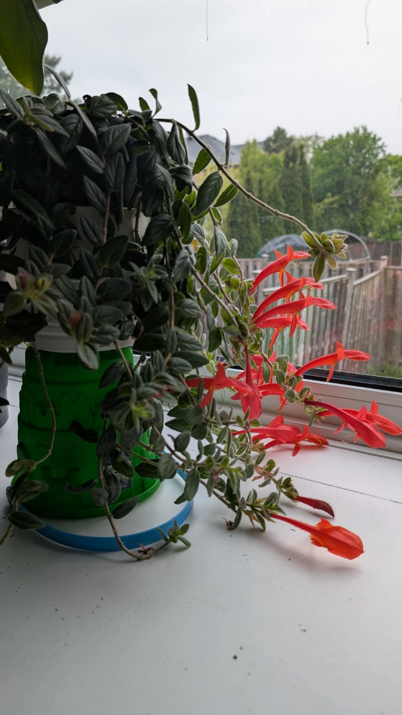 Rare House Plants - Dancing Dolphins ( Can't buy in stores)