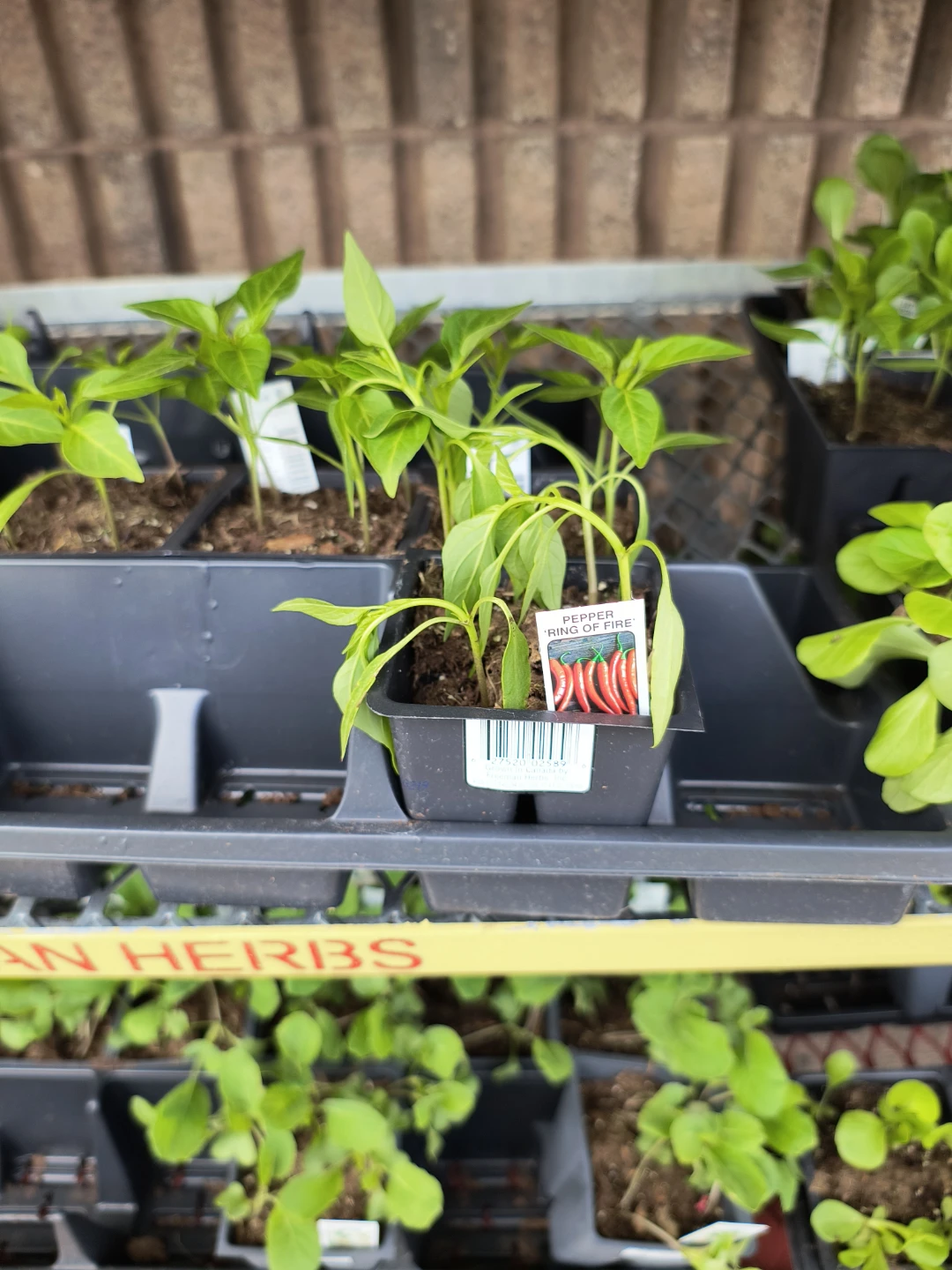 Organic sweet peppers - photo 5