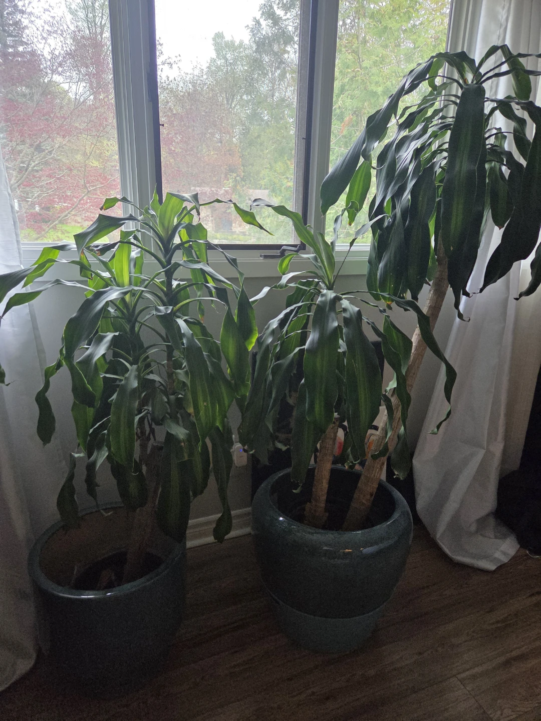 Two Large Dracaena Plants in Ceramic Pots