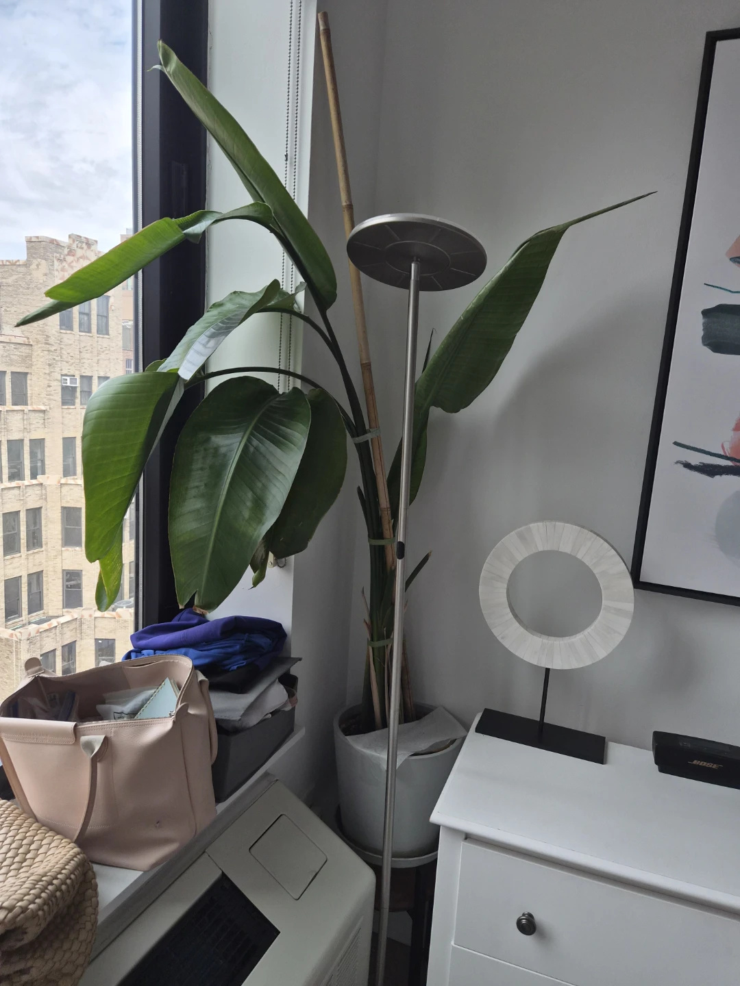 Bird of Paradise