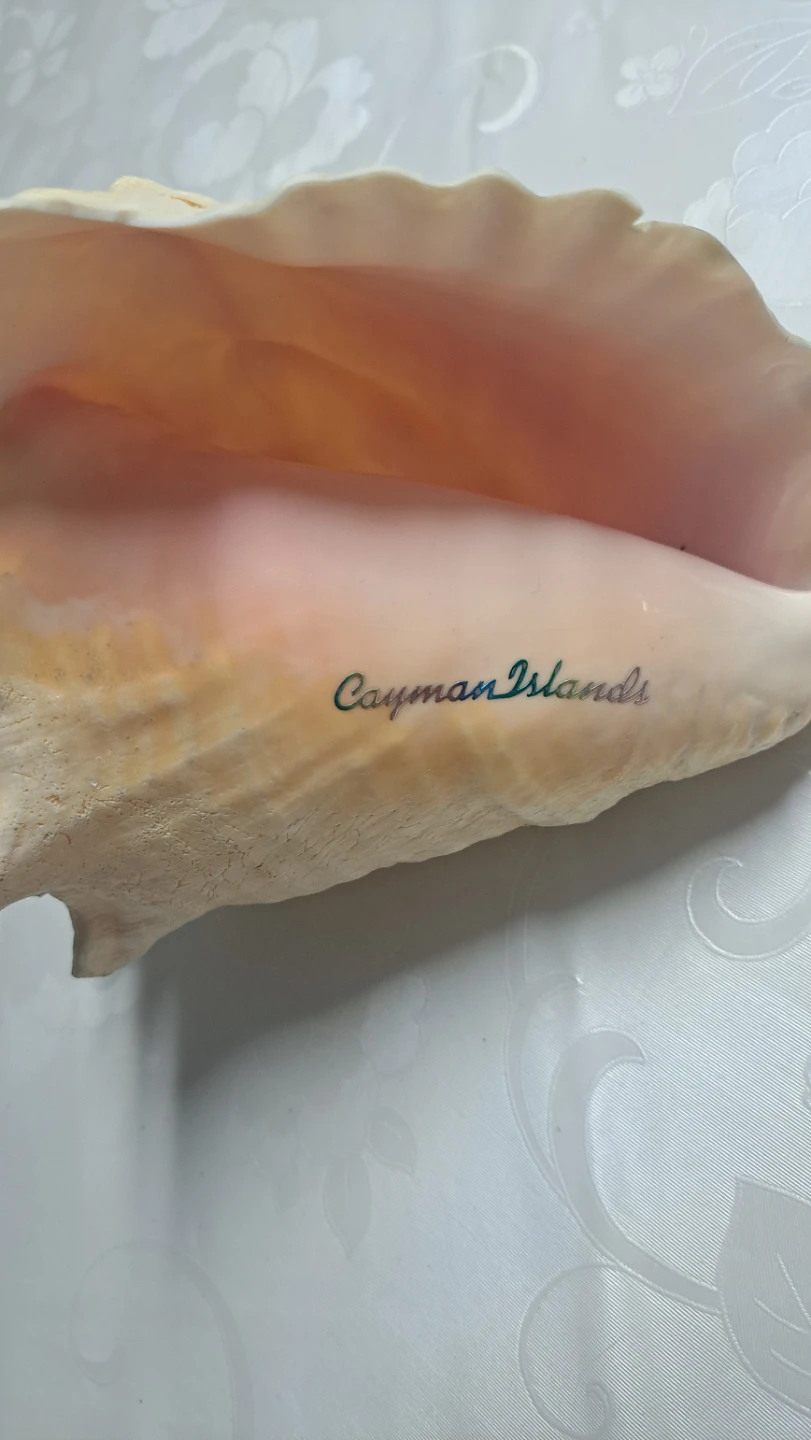 Large Conch Shell - Cayman Islands Souvenir - photo 2