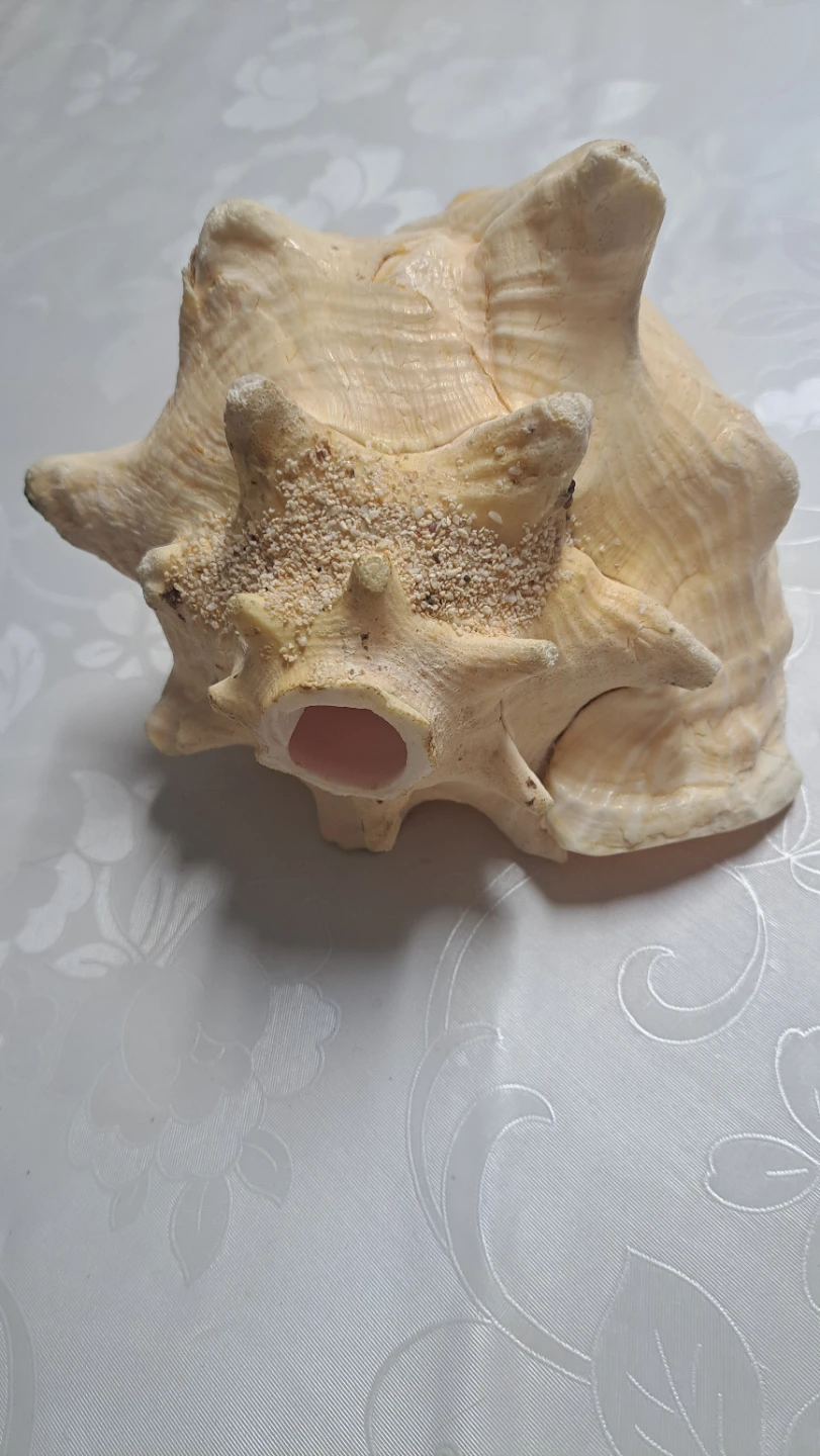 Large Conch Shell - Cayman Islands Souvenir - photo 3